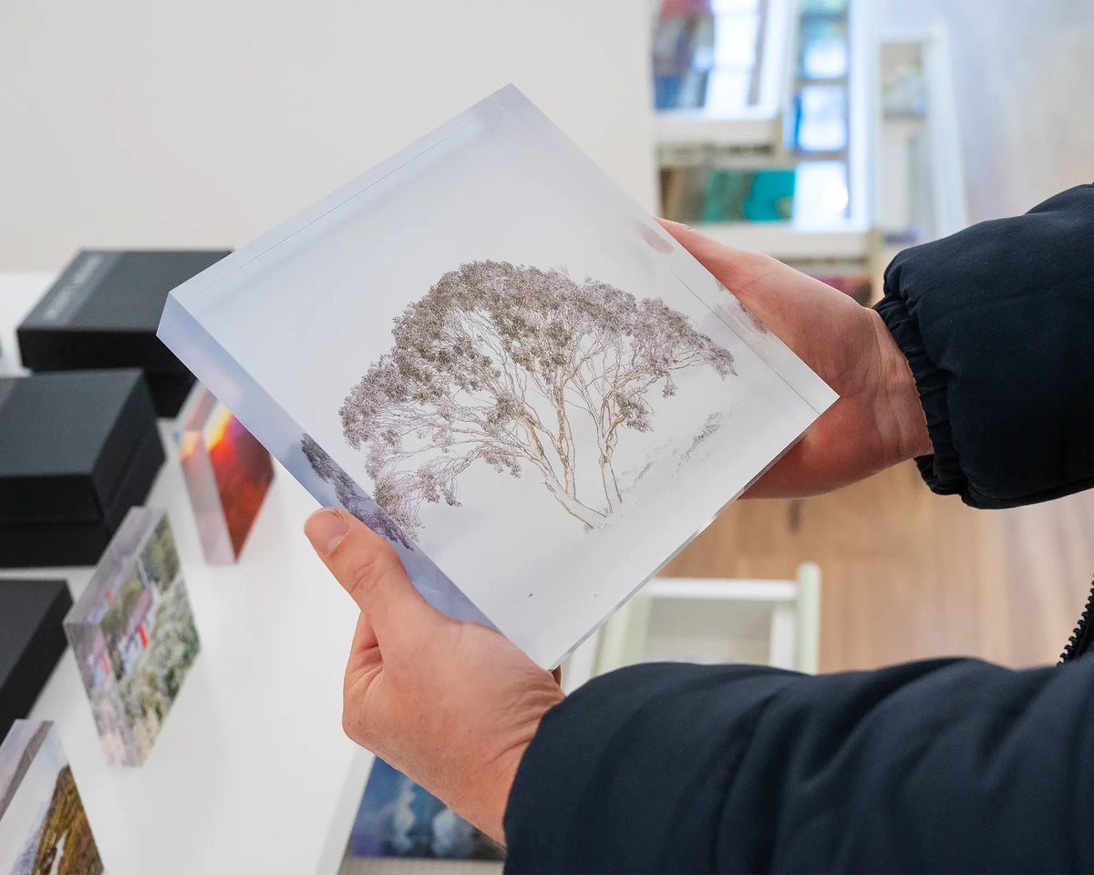 Enduring The Freeze. 19cm acrylic block of single snow gum in snow storm Charlotte Pass, Kosciuszko National Park, held in hands.