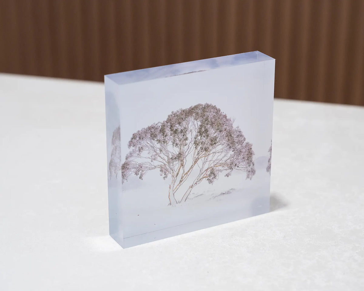 Enduring The Freeze. Acrylic block of single snow gum in snow storm Charlotte Pass, Kosciuszko National Park, sitting on a desk.