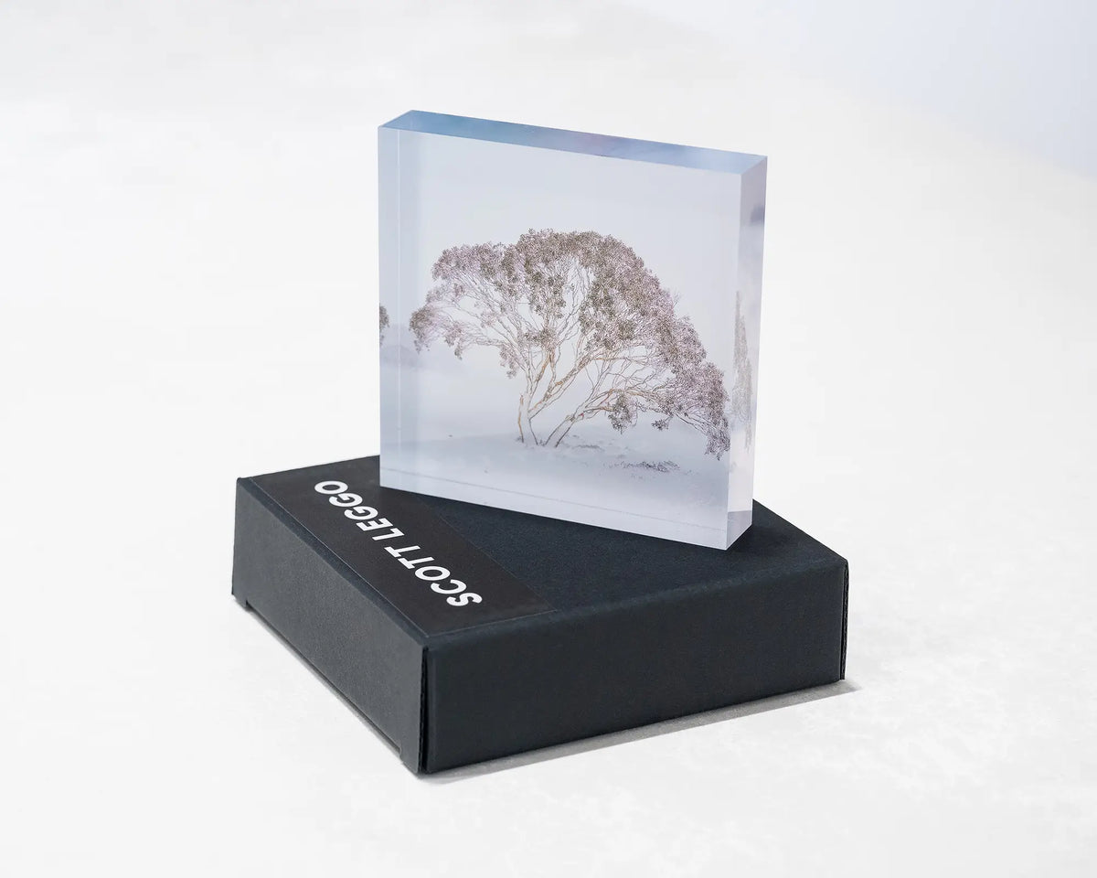 Enduring The Freeze. Acrylic block of single snow gum in snow storm Charlotte Pass, Kosciuszko National Park, styled on a gift box.