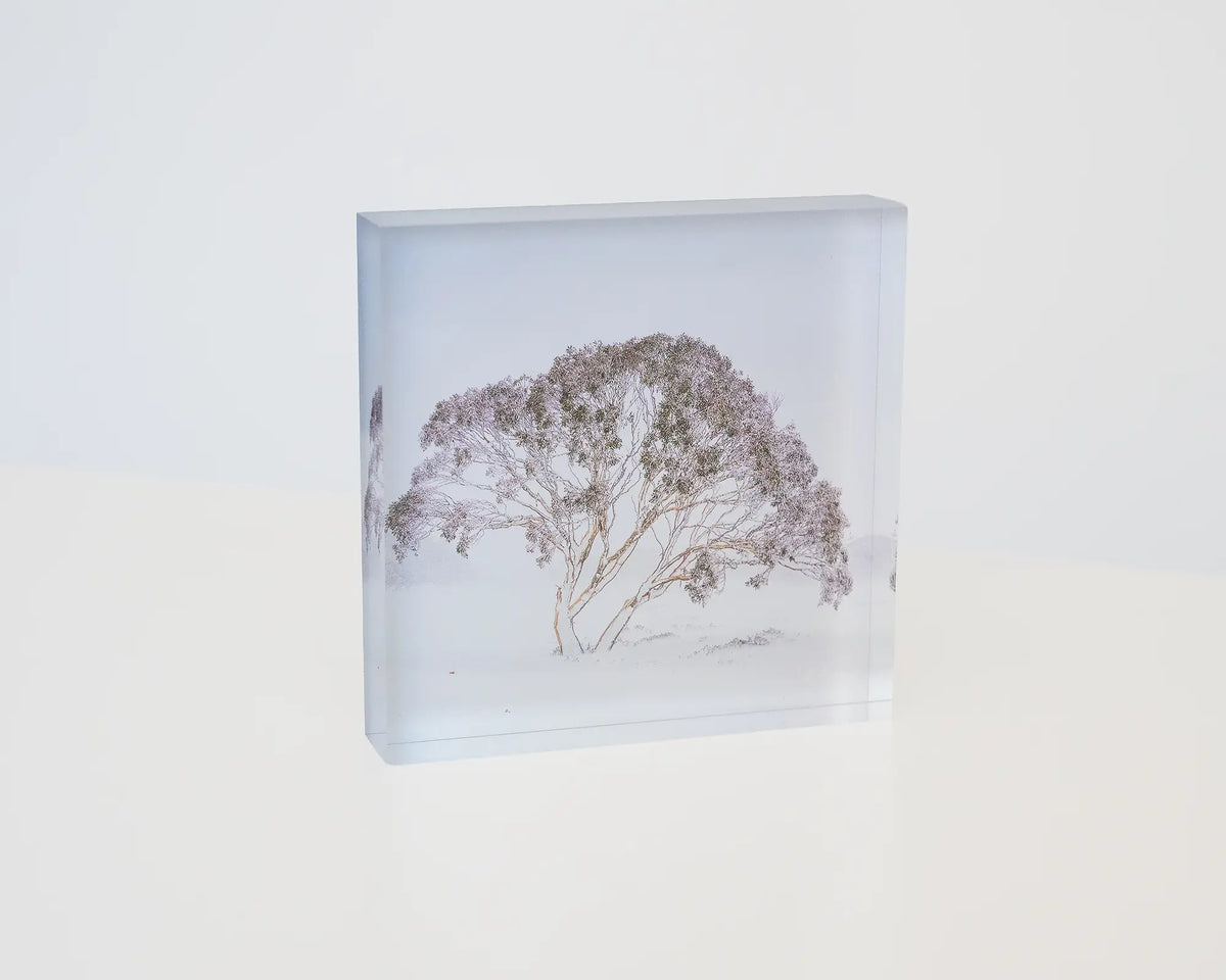 Enduring The Freeze. Acrylic block of single snow gum in snow storm Charlotte Pass, Kosciuszko National Park.
