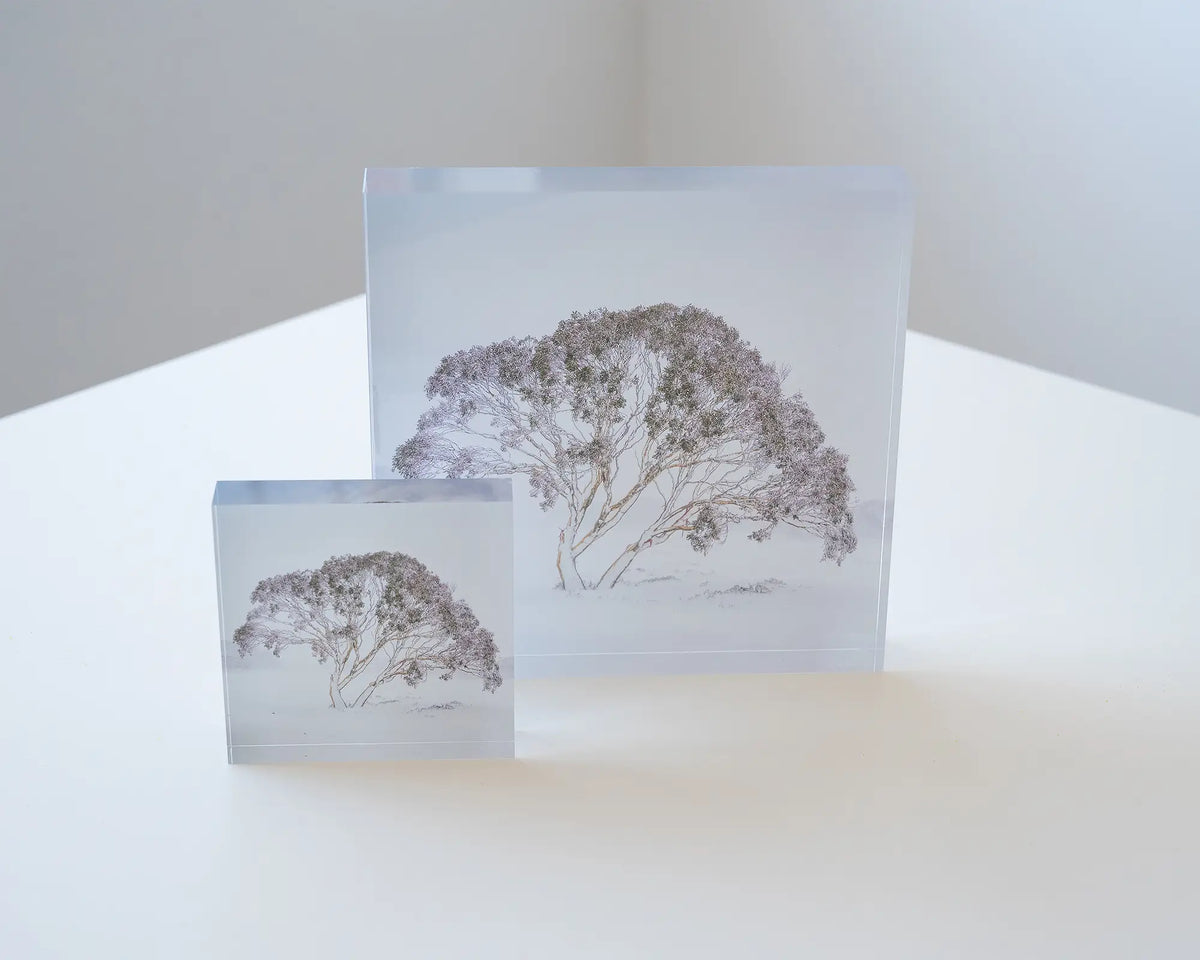 Enduring The Freeze. Acrylic blocks of single snow gum in snow storm Charlotte Pass, Kosciuszko National Park, styled together on corner table.
