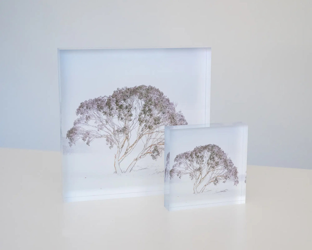 Enduring The Freeze. Single snow gum in snow storm Charlotte Pass, Kosciuszko National Park, 19cm and 10cm acrylic blocks.