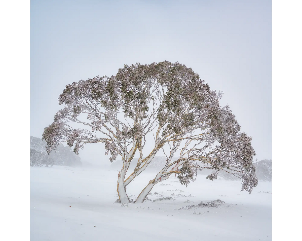 Enduring the Freeze. Snow gum in a winter storm, Charlotte Pass, Kosciuszko National Park.