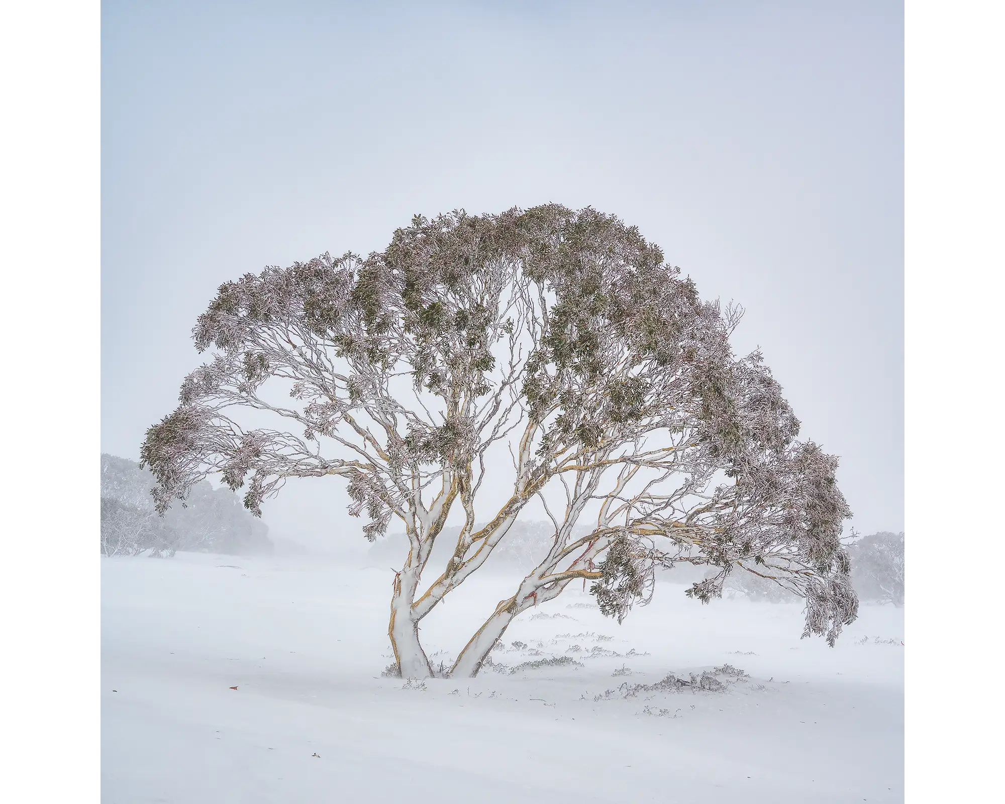 Enduring the Freeze. Snow gum in a winter storm, Charlotte Pass, Kosciuszko National Park.