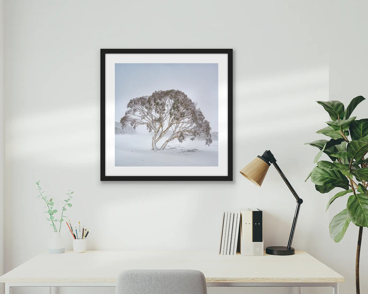 Enduring the Freeze. Wall art print of a snow gum in a winter storm, framed in a black frame, hung in a home office. 