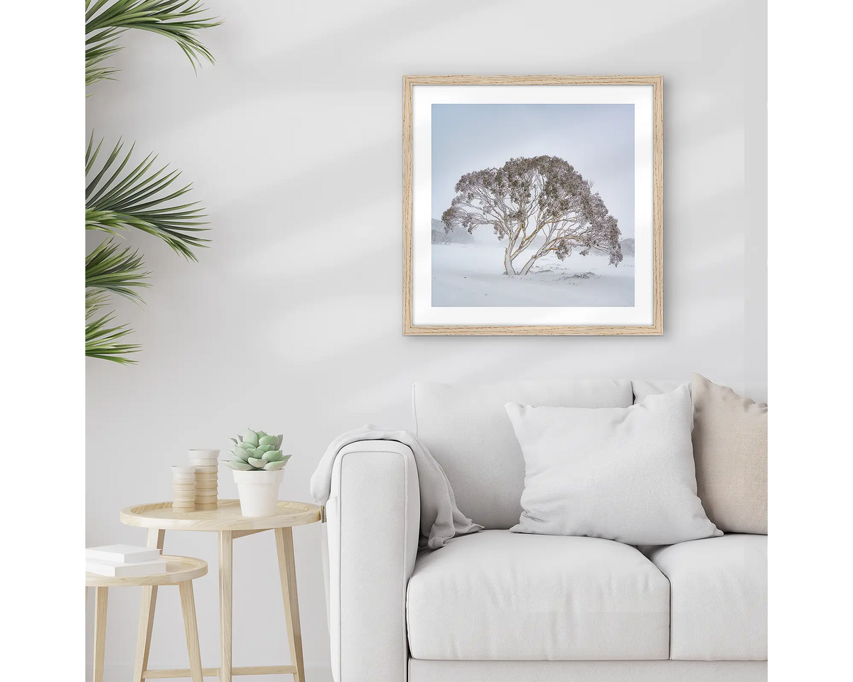 Enduring the Freeze. Wall art print of a snow gum in a winter storm, framed in a Tasmanian Oak frame and hung above a lounge room couch. 