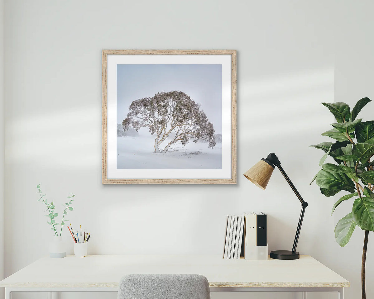 Enduring the Freeze. Wall art print of a snow gum in a winter storm, framed in a Tasmanian Oak frame, hung in a home office. 