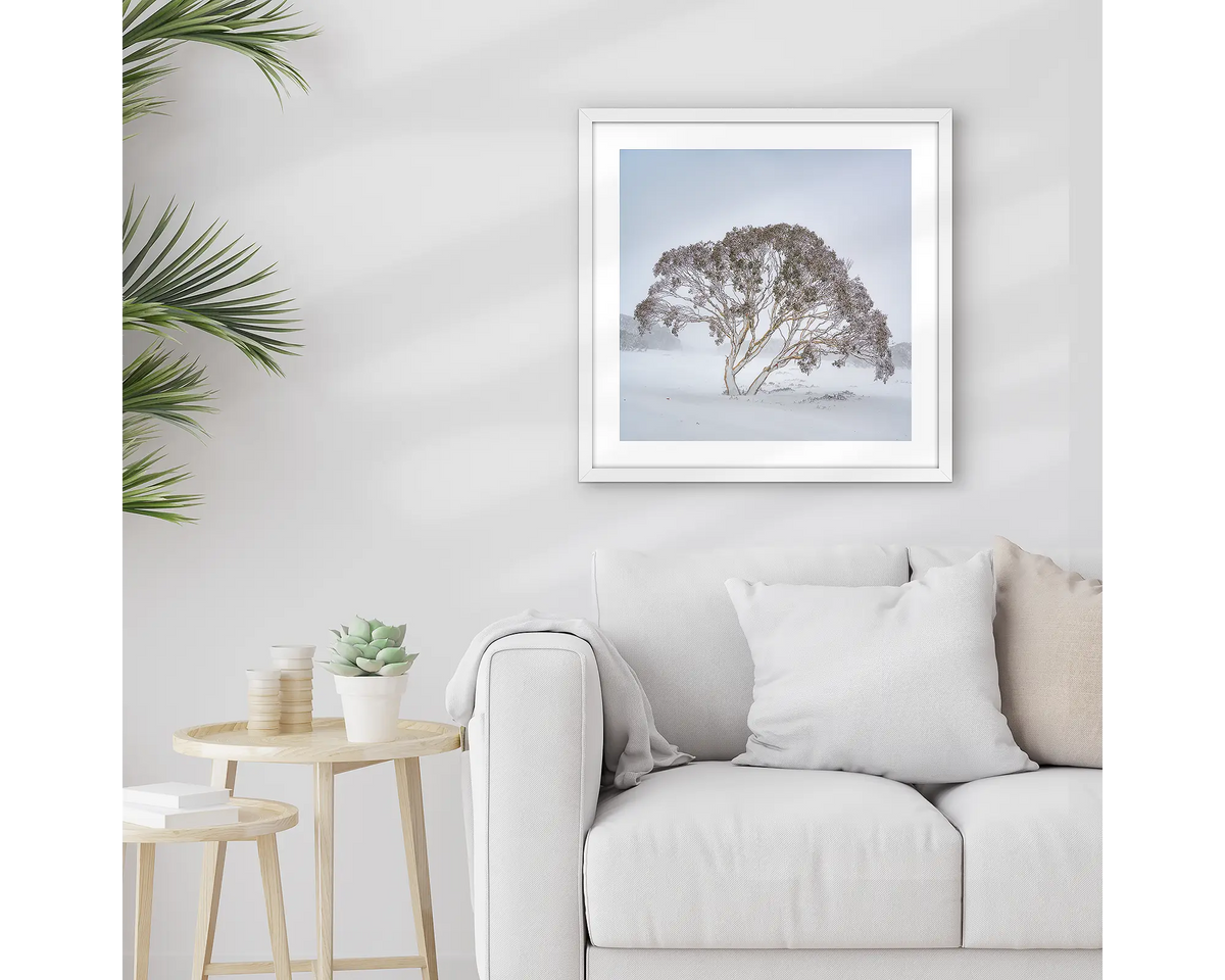 Enduring the Freeze. Wall art print of a snow gum in a winter storm, framed in a white frame and hung above a lounge room couch. 