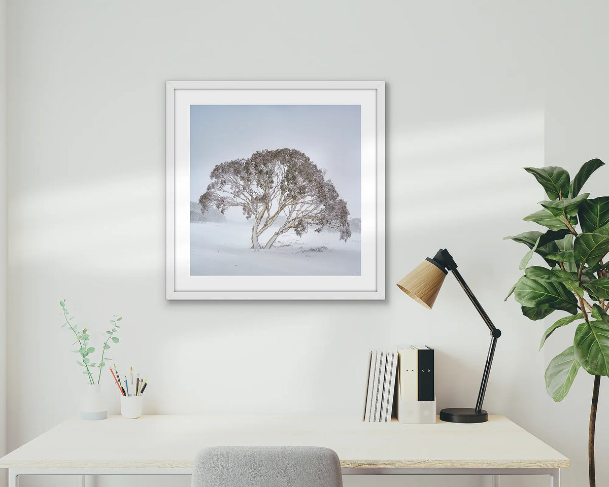 Enduring the Freeze. Wall art print of a snow gum in a winter storm, framed in a white frame, hung in a home office. 