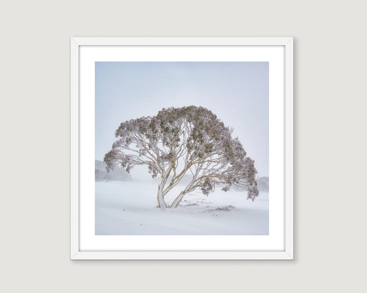 Framed photograph of a solo snow gum weathering a snow storm at Charlottes Pass. 