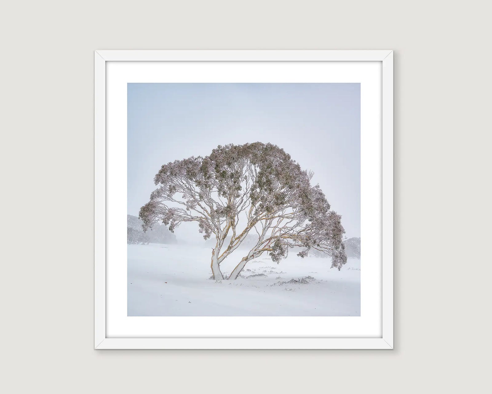 Framed photograph of a solo snow gum weathering a snow storm at Charlottes Pass. 
