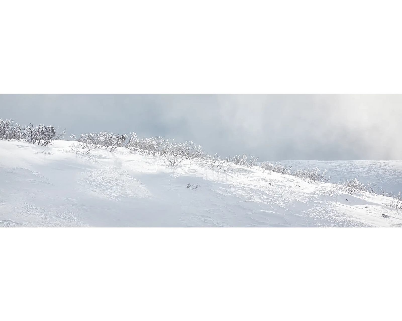 Exposed. Snow gums, Alpine National Park, Victoria, Australia.