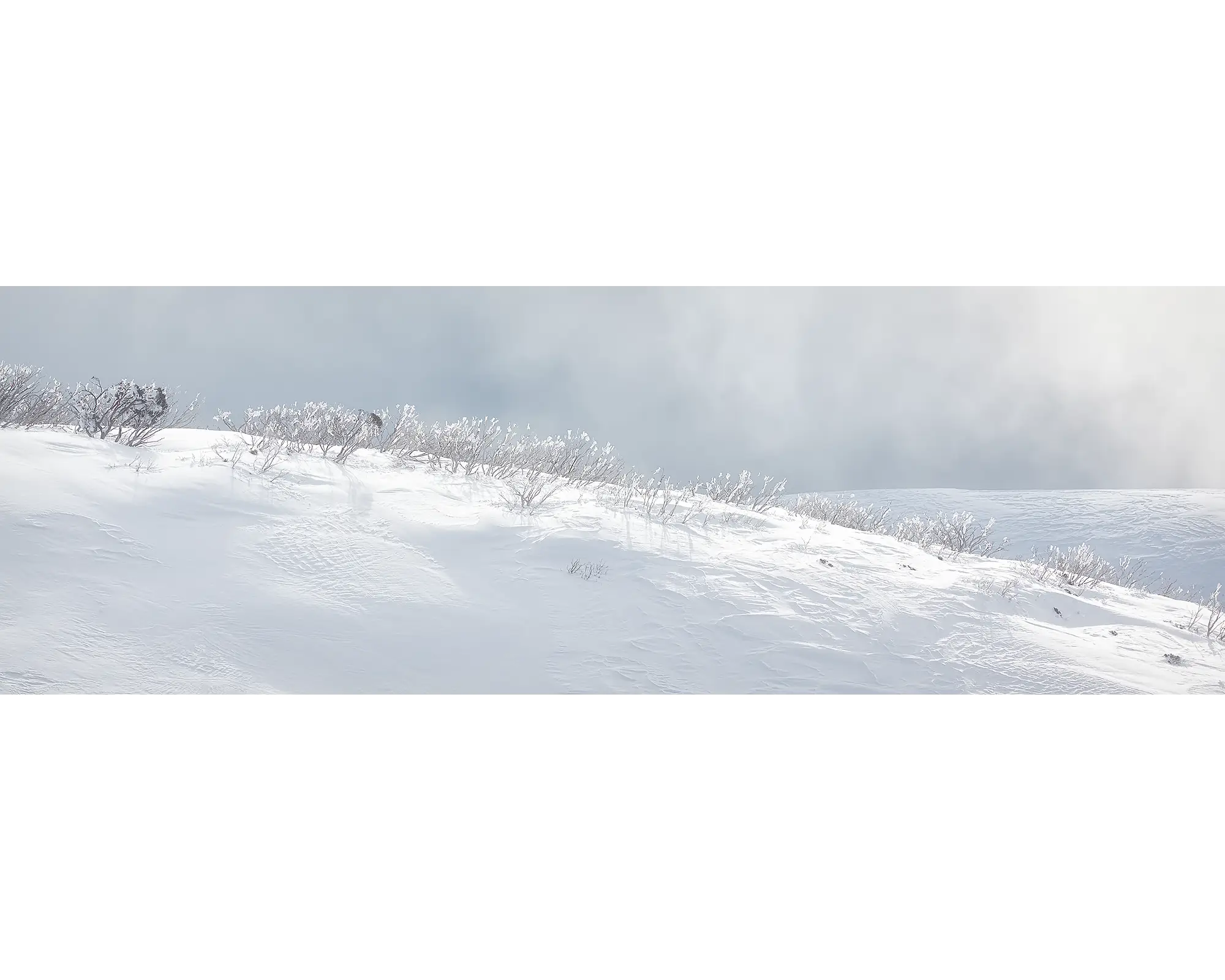 Exposed - Snow gums on a ridge, Alpine National Park, Victoria, Australia.