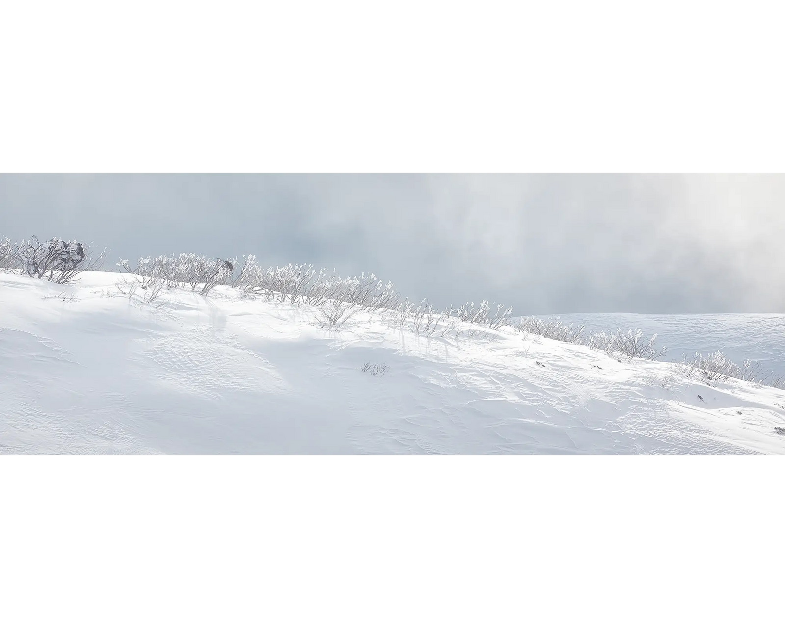 Snow gums on a snow covered ridge line, Alpine National Park, Victoria. 