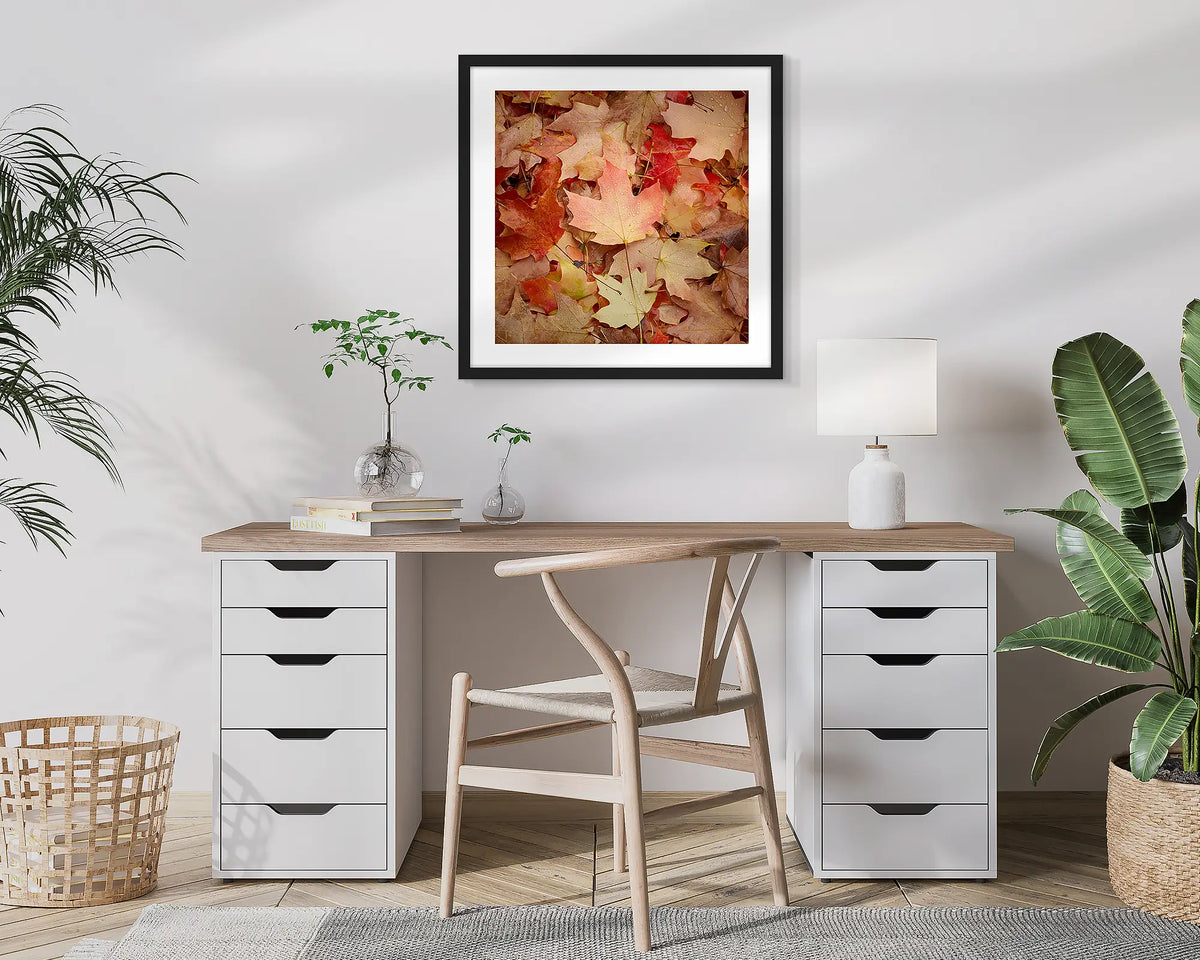 Fallen. Autumn leaves, Bright, Victoria, photographic wall art print with a black frame, hung in a home office. 
