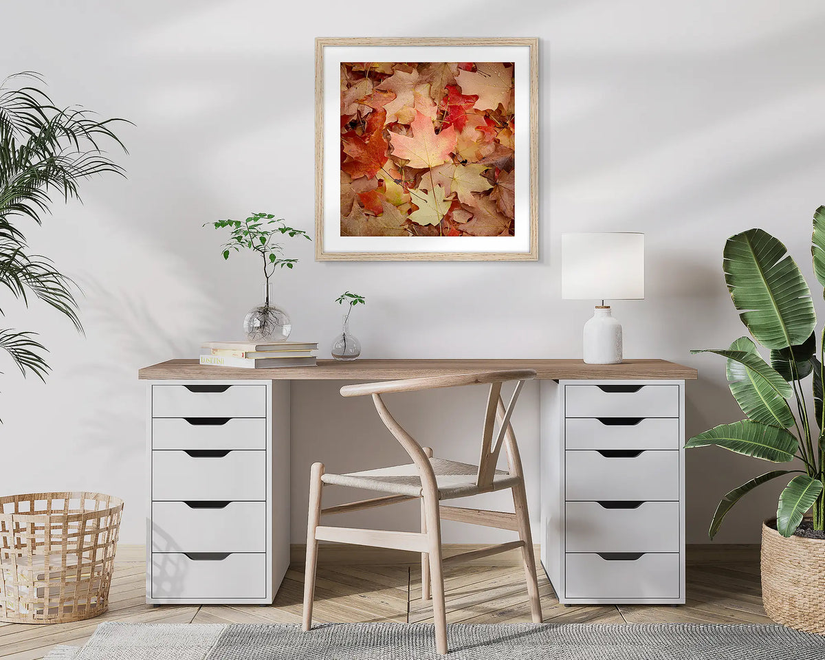 Fallen. Autumn leaves, Bright, Victoria, photographic wall art print with a Tassie Oak frame, hung in a home office. 
