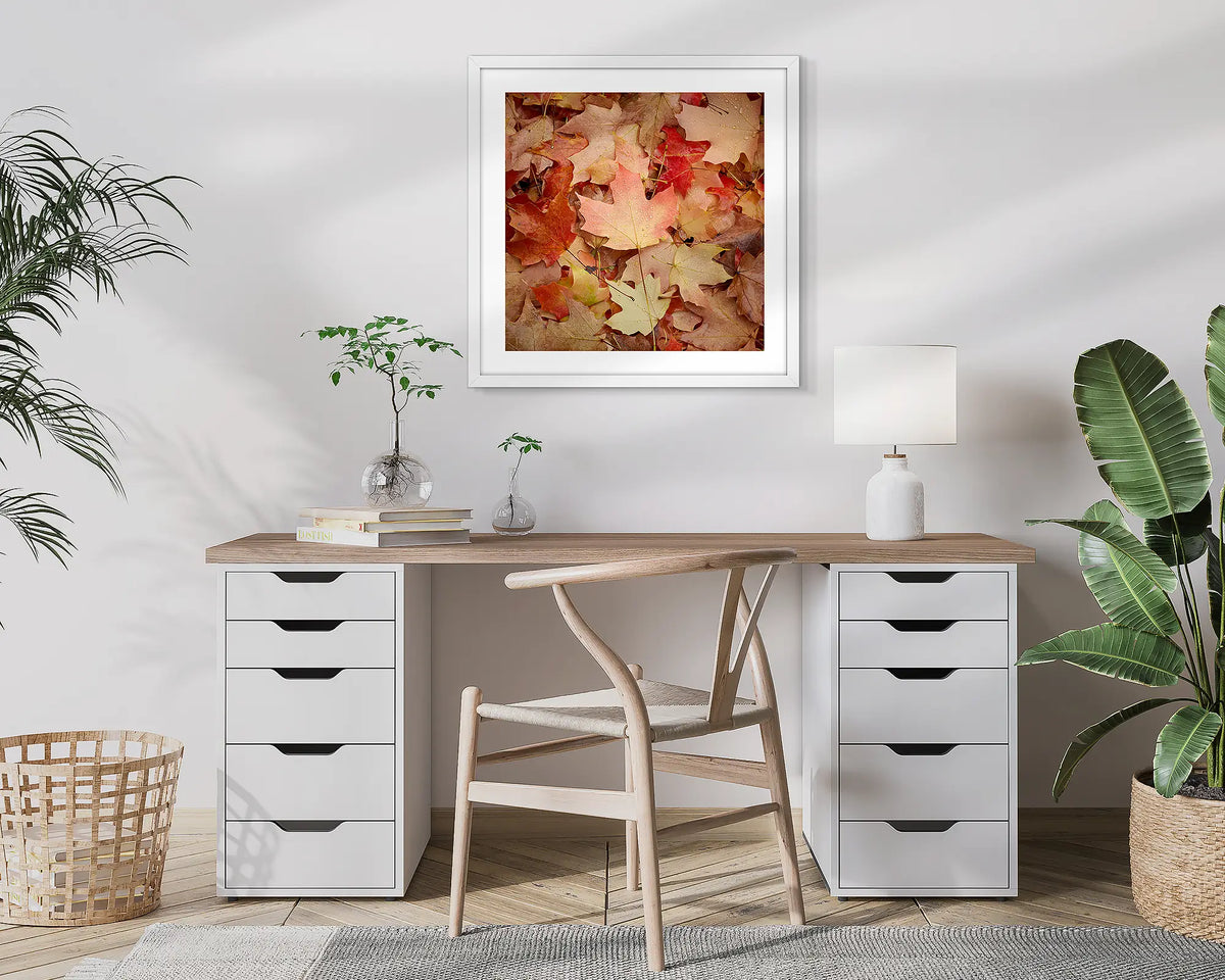 Fallen. Autumn leaves, Bright, Victoria, photographic wall art print with a white frame, hung in a home office. 