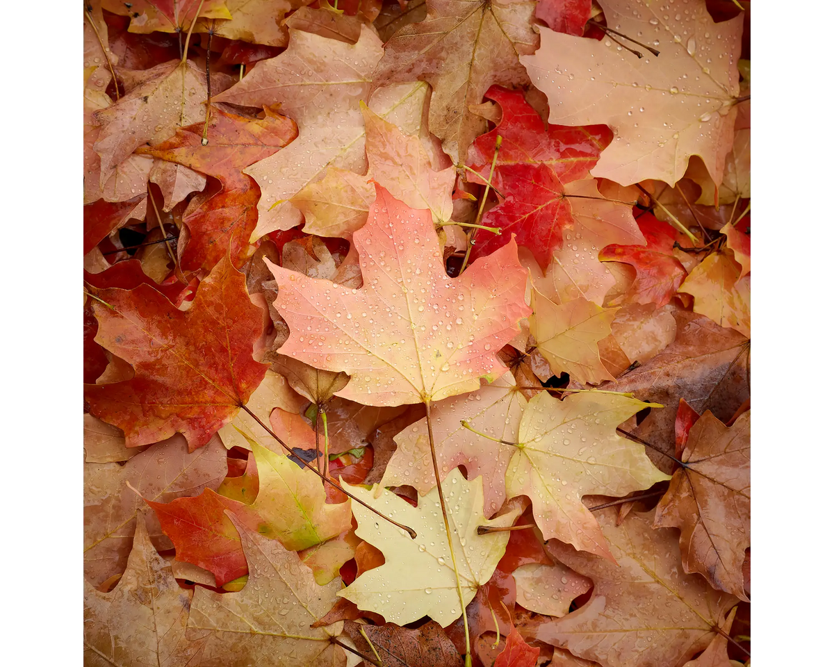 Fallen autumn leaves on ground with water doplets.