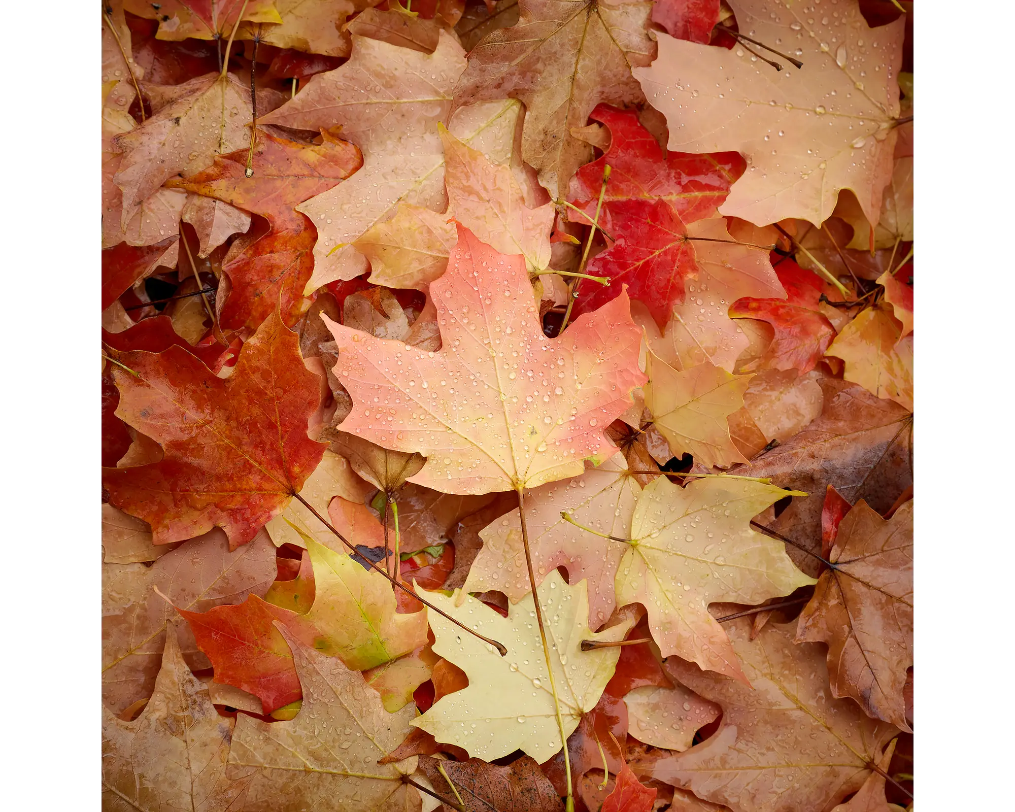 Fallen autumn leaves on ground with water doplets.