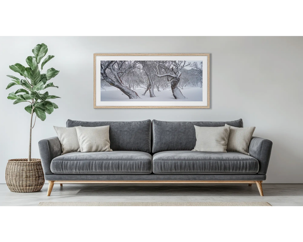 Family Twist. Old twisted snow gums in snow, wall art print in a timber frame hung above a couch.