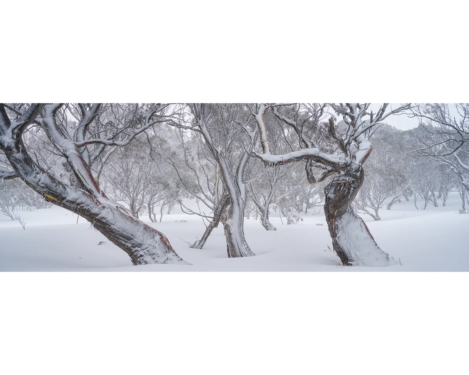 Family Twist. Snow Gums in snow and fog.