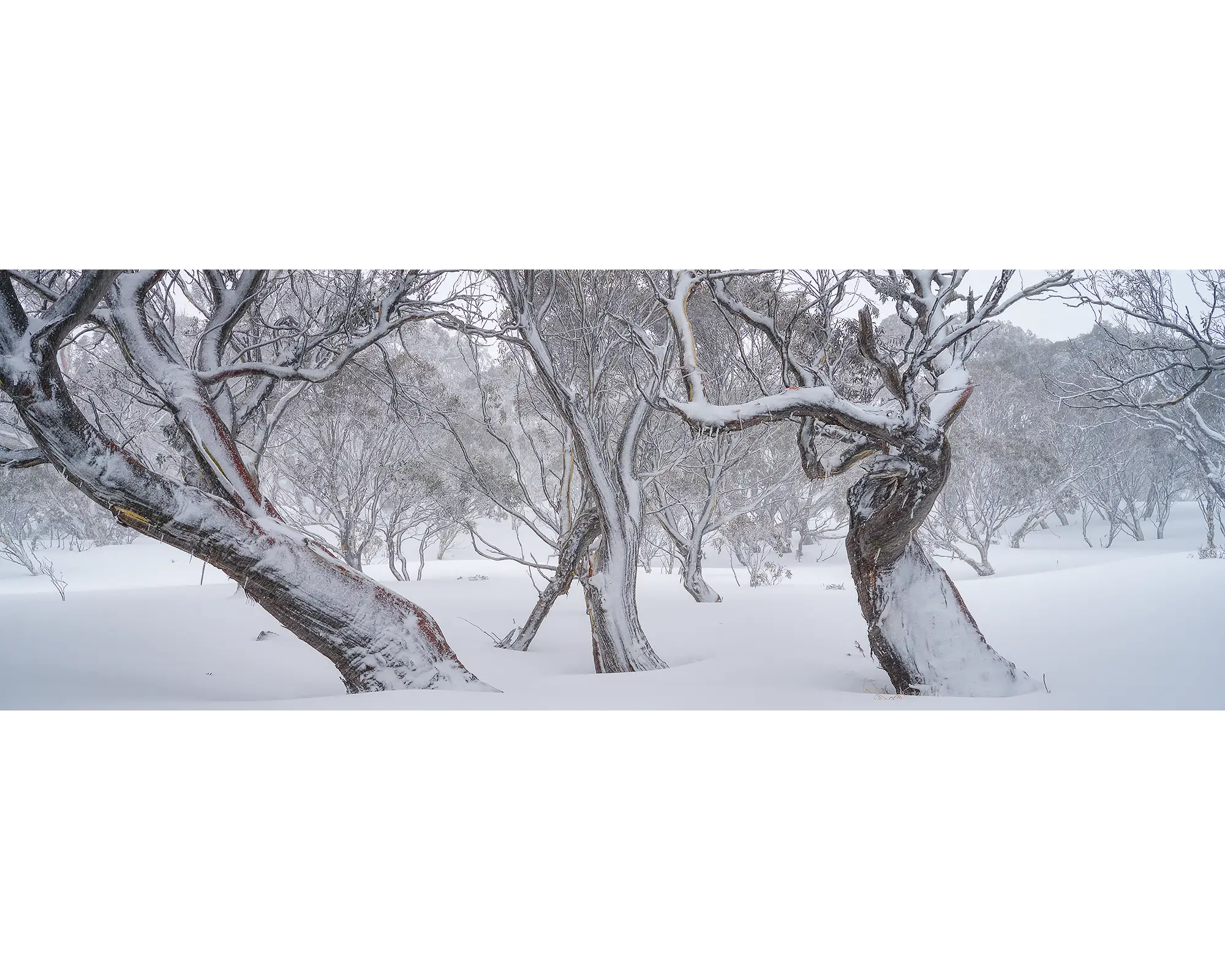 Family Twist. Snow Gums in snow and fog.