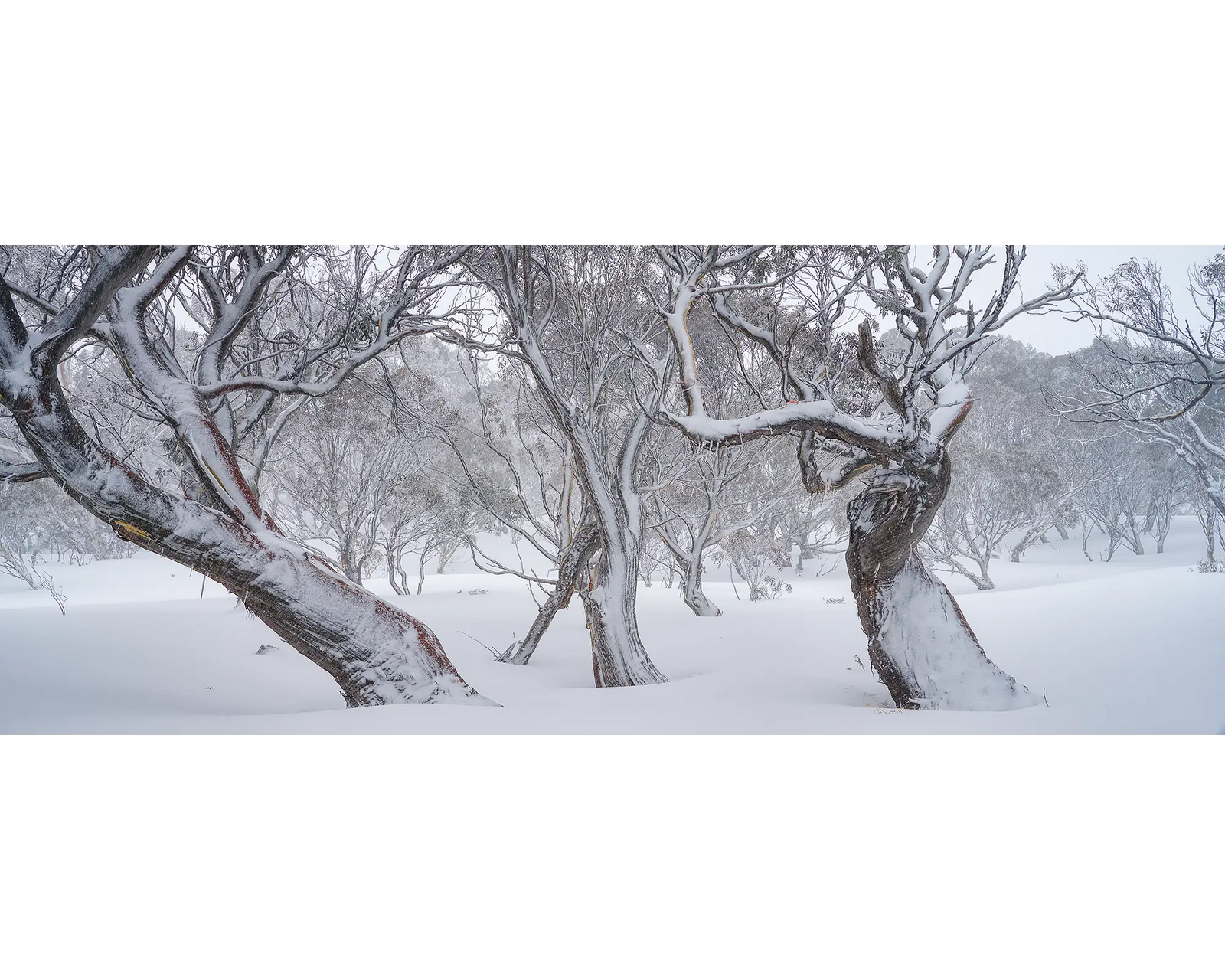 Family Twist. Twisted Snow Gums covered  in snow, Kosciuszko National Park.