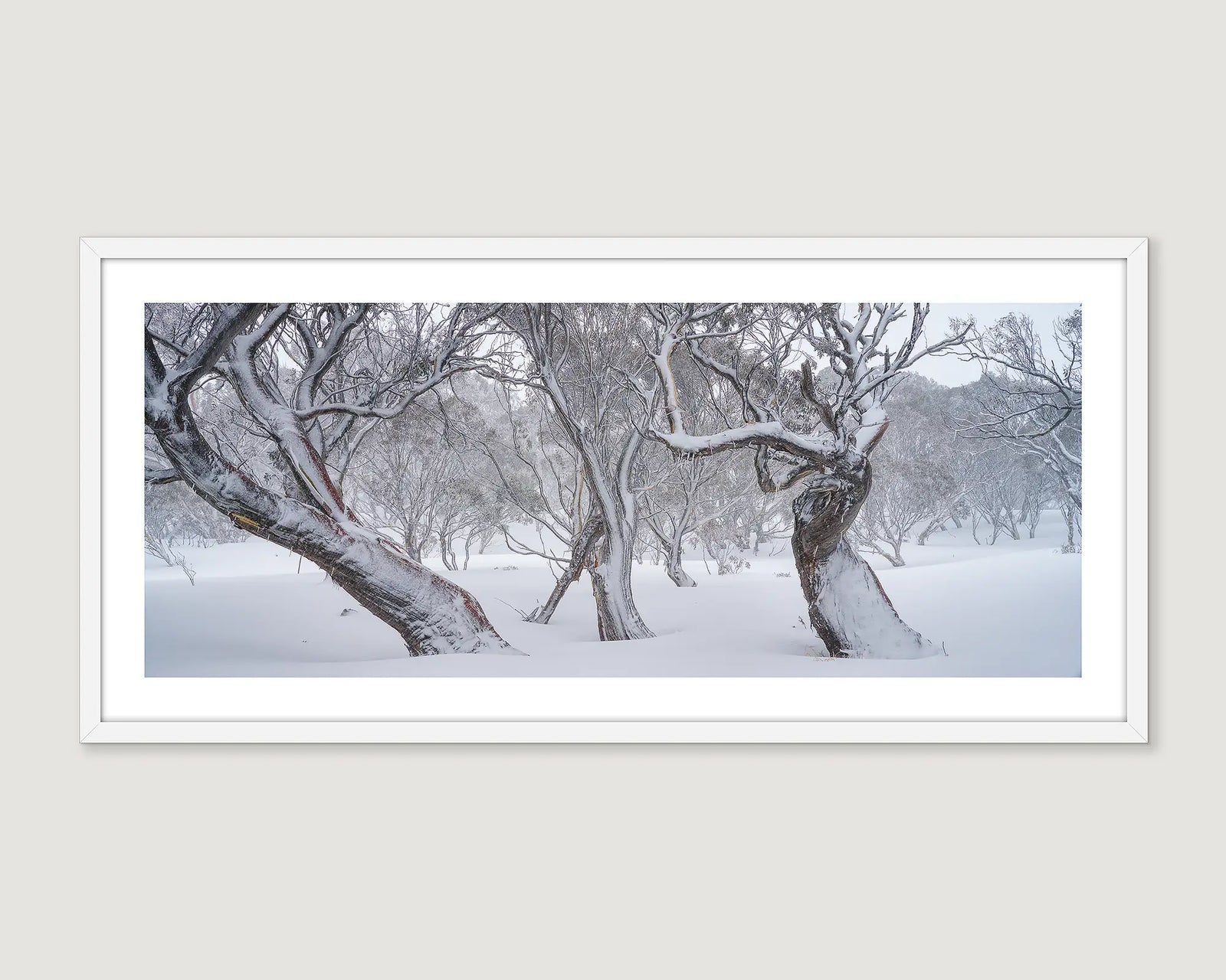 Framed photograph of three gnarled snow gums covered in fresh snow in Kosciuszko National Park. 