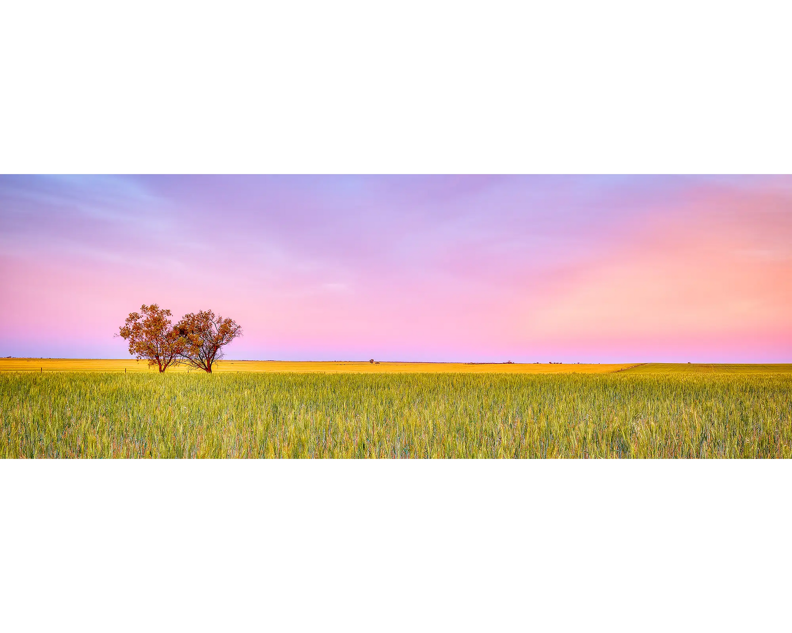 Sunset over a paddock in Murtho, South Australia. 