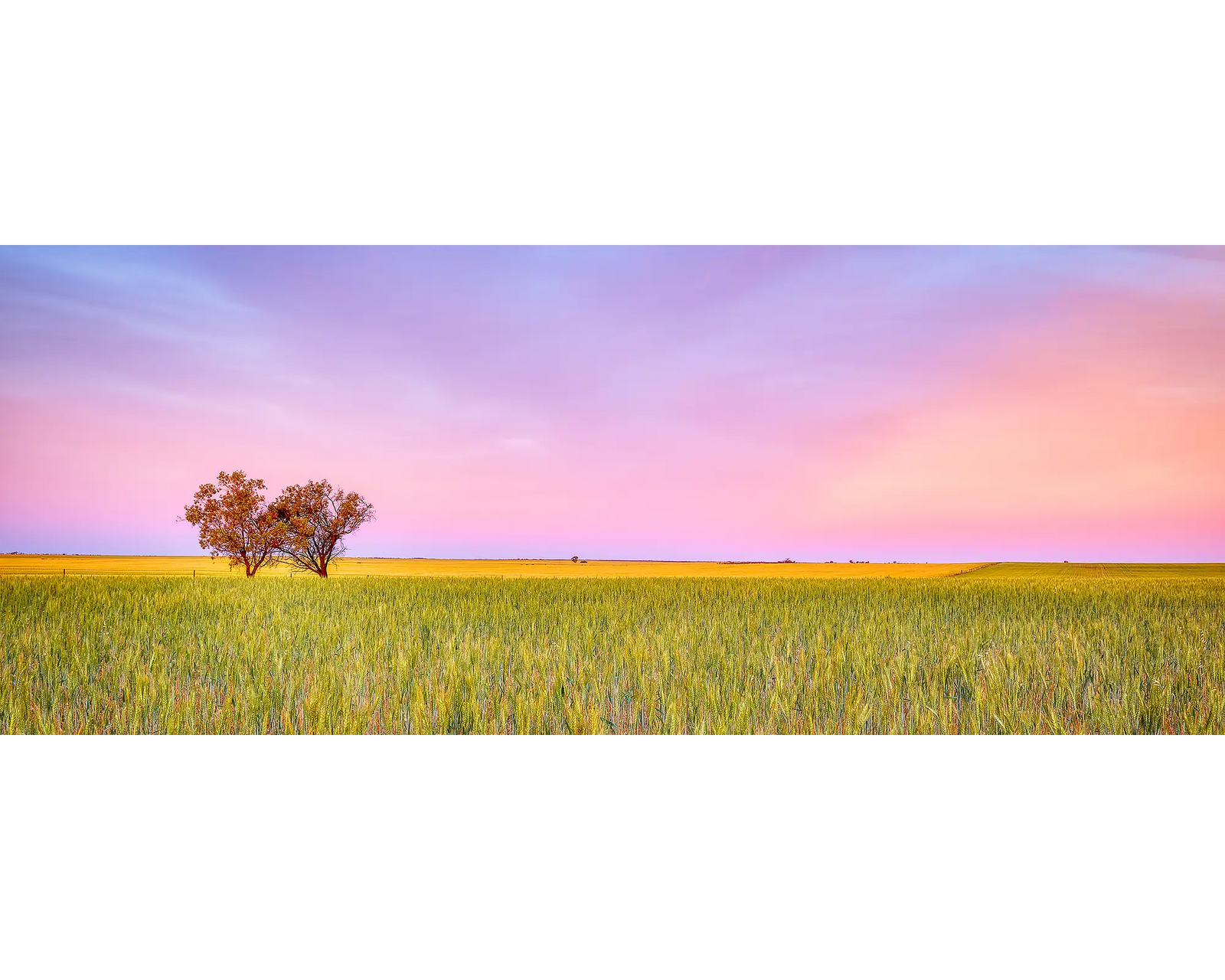 Farm Life. Sunset over paddock, Murtho, South Australia.