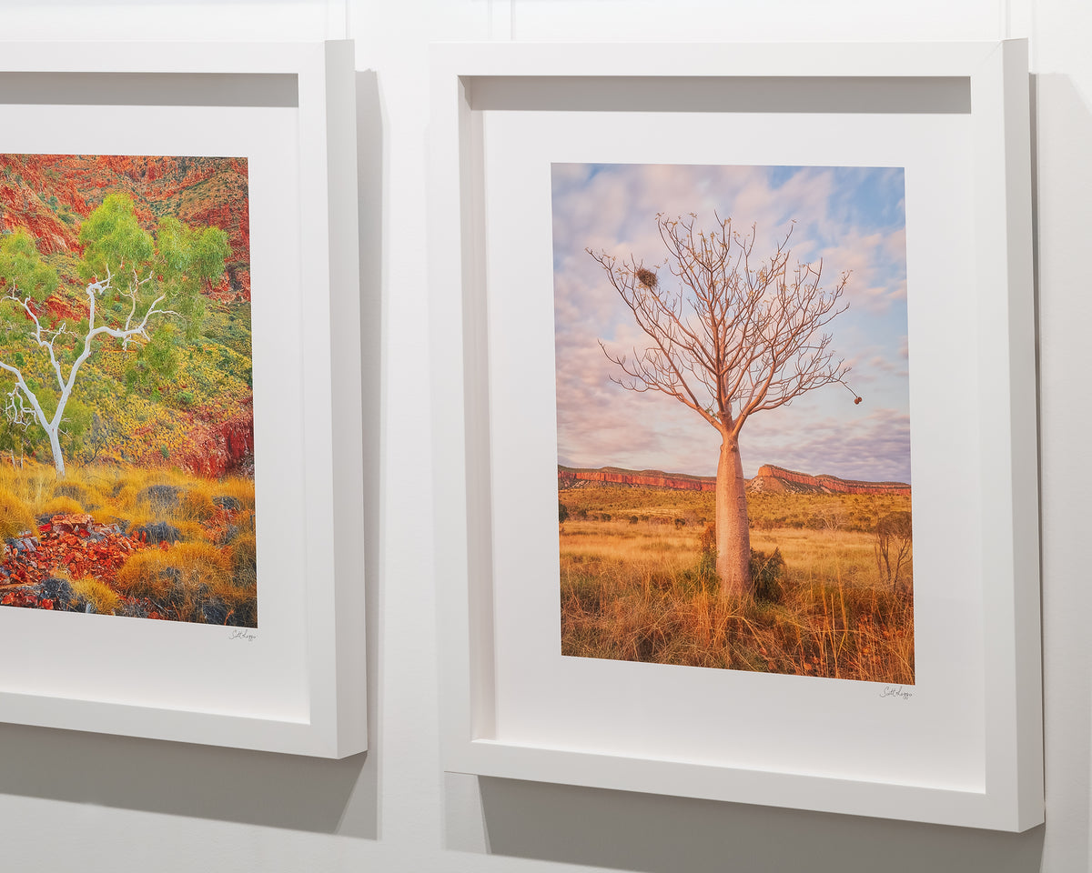 Figure. Boab tree at sunset, The Kimberley, Western Australia, with white frame, hung in gallery.