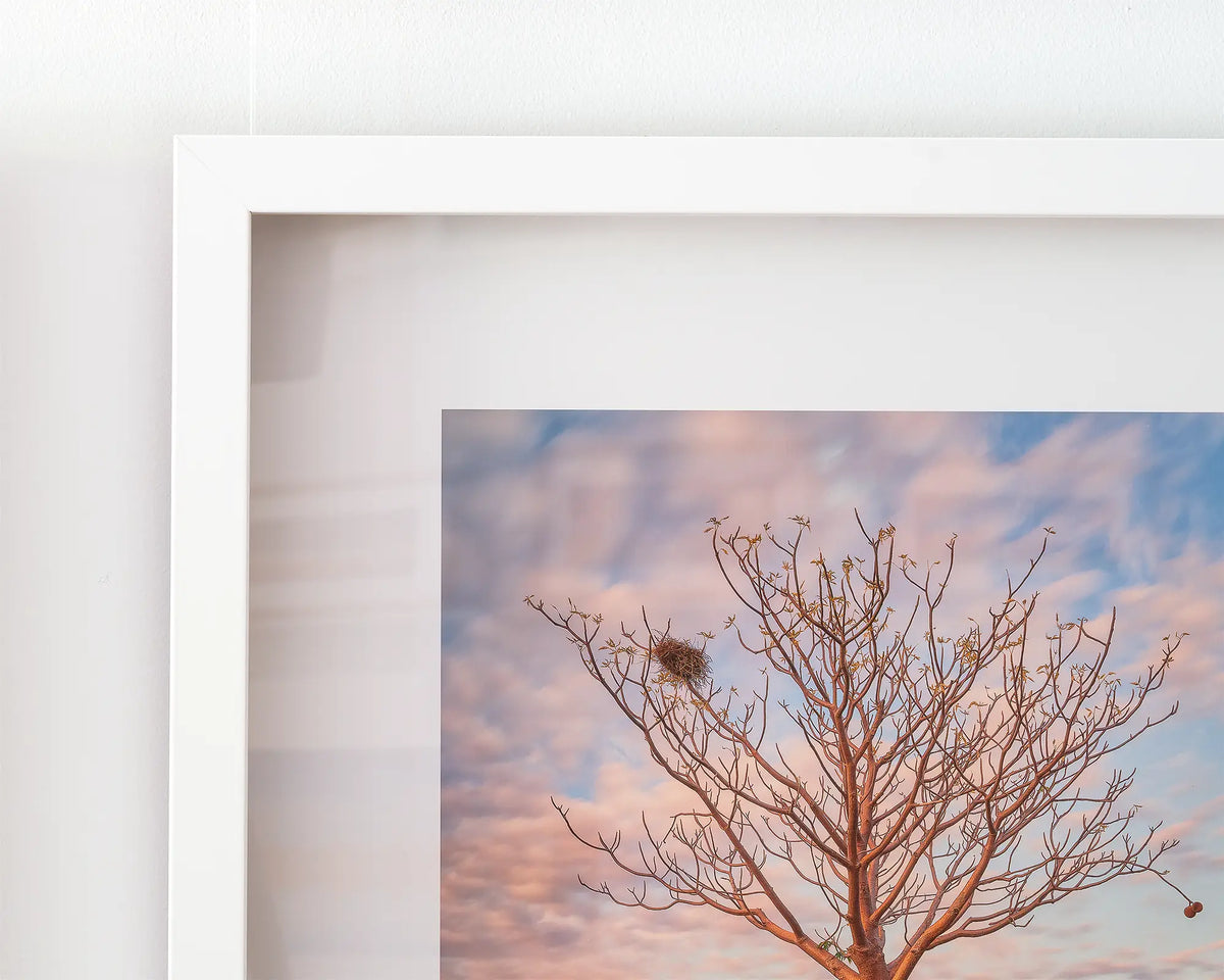 Figure. Boab tree at sunset wall art. Framed print with white frame.