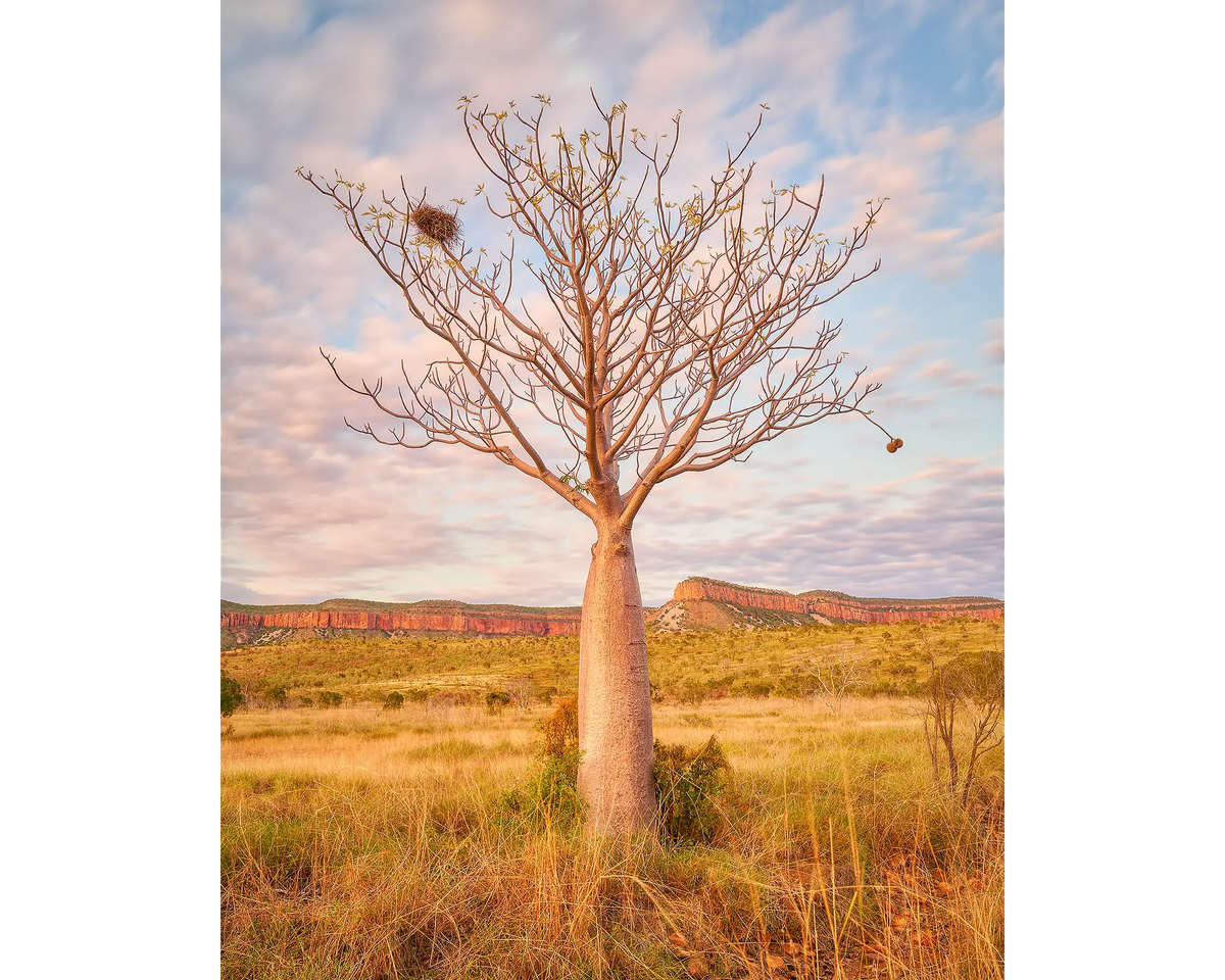 Boab tree at sunset with Cockburn Range in the background, The Kimberley, Western Australia.