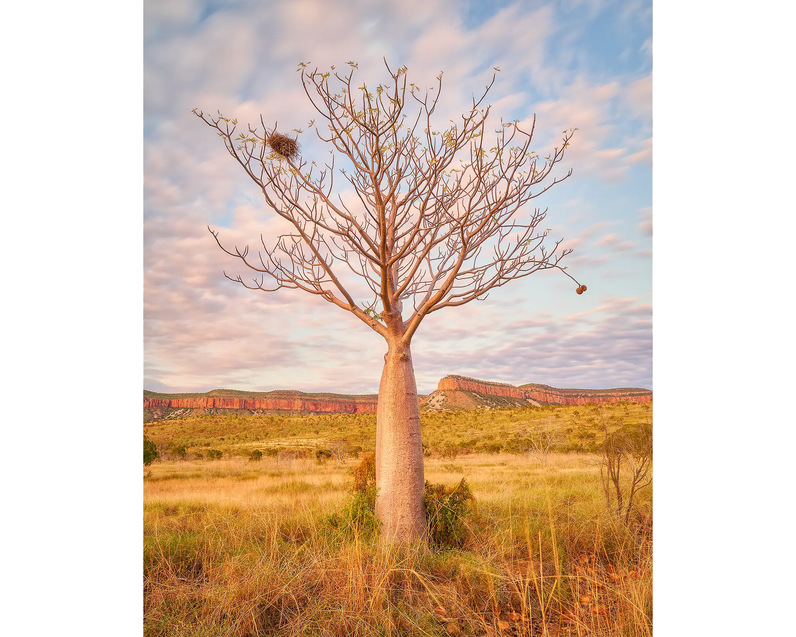 Figure. Acrylic block of a Boab tree and Cockburn Ranges at sunset. Australian artwork.
