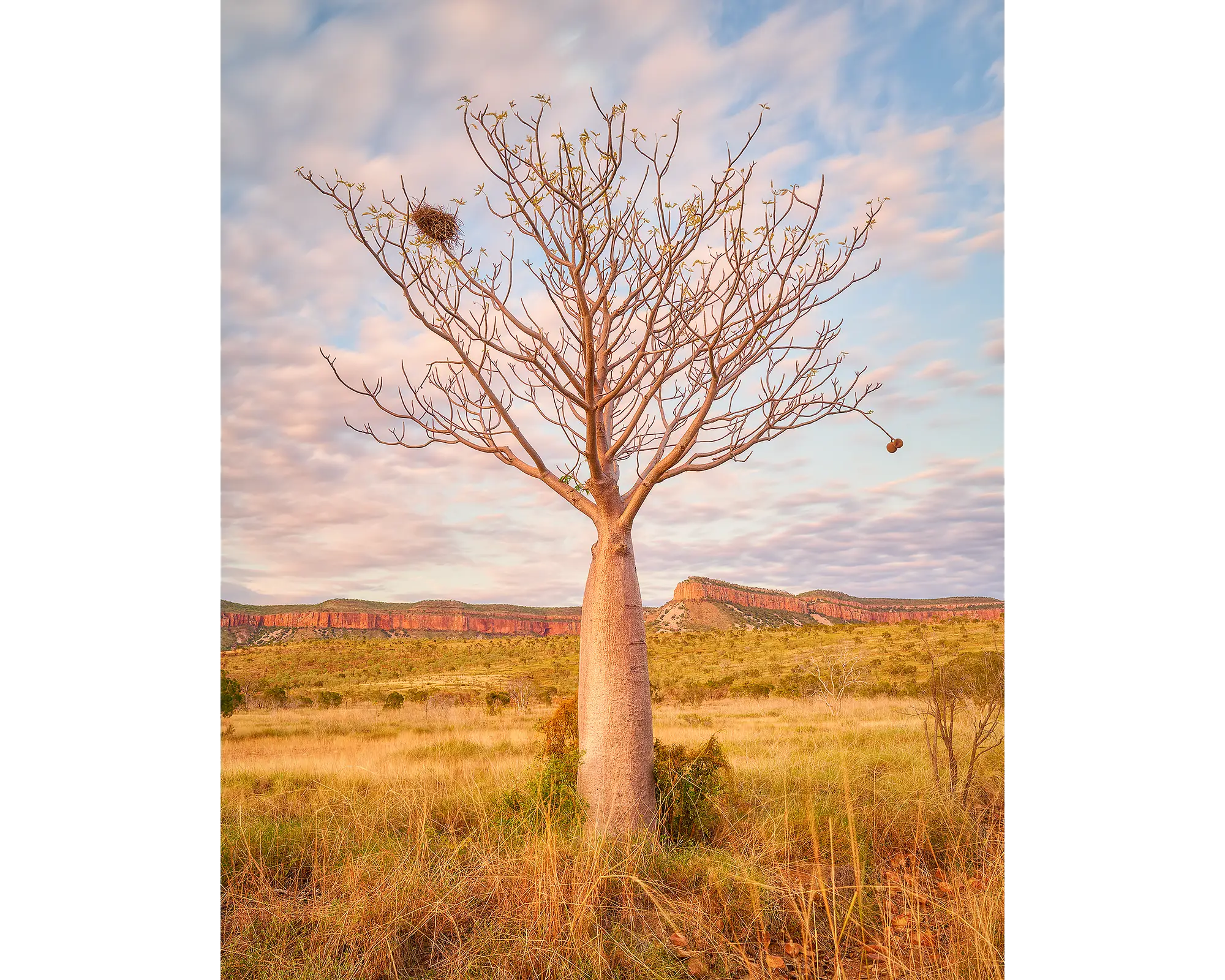 Boab tree at sunset with Cockburn Range in the background, The Kimberley, Western Australia.