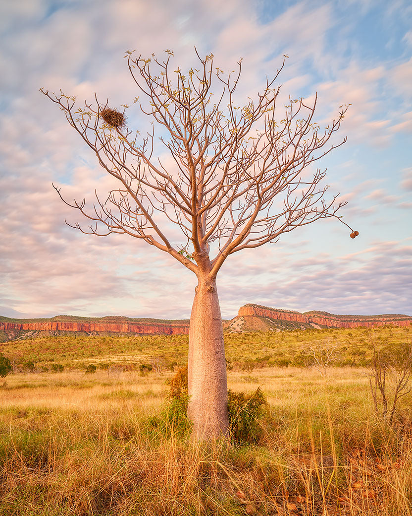 Figure - The Kimberley - Australia.