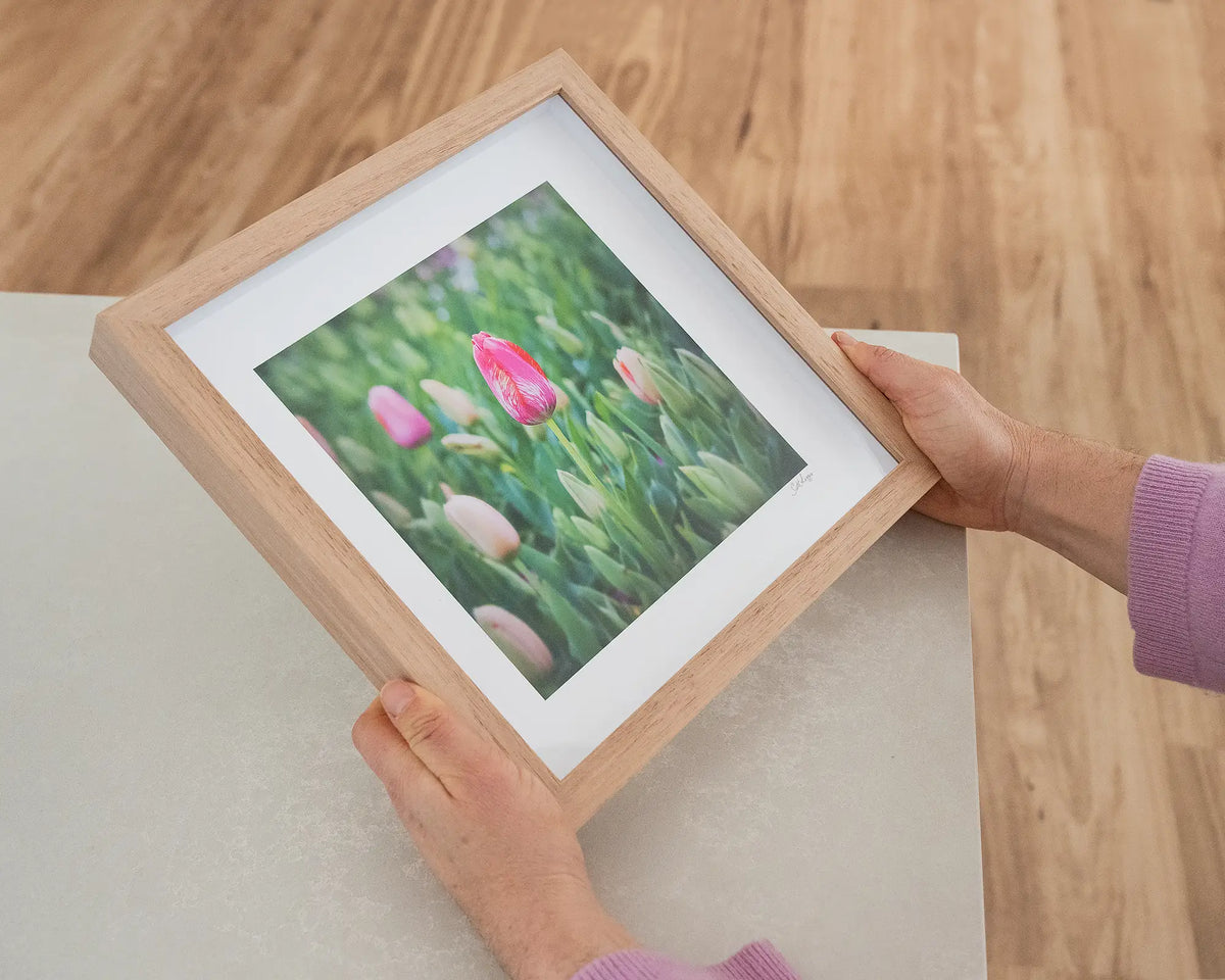 Floriade. Pink tulip at Floriade festival Canberra, with timber frame, held in hands.