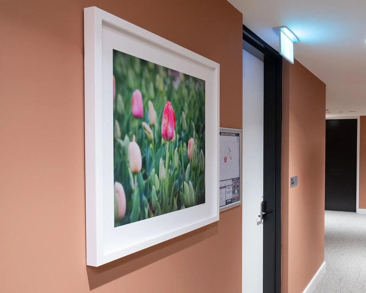 Floraide. Pink tulips Floriade festival, Canberra, with white frame hung in commercial space.