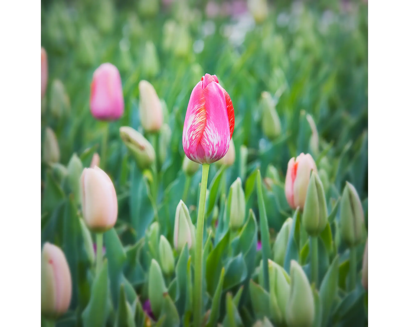 Floriade. Pink tulip flower at Floriade, Canberra.
