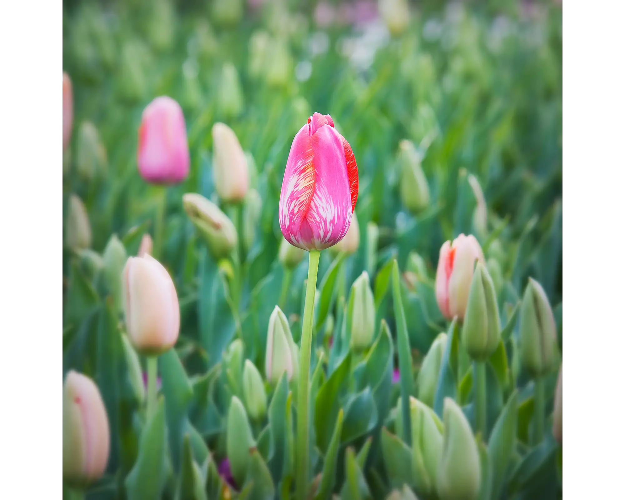 Floriade. Pink tulip flower at Floriade, Canberra.