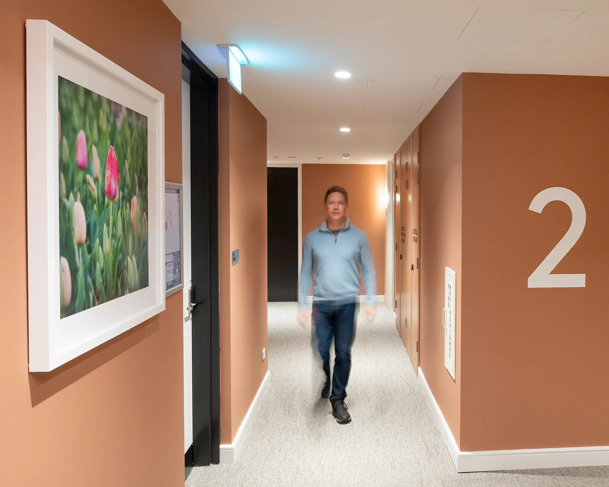 Floraide. Pink tulips Floriade festival, Canberra, with white frame, second floor commercial space with person walking down corridor.