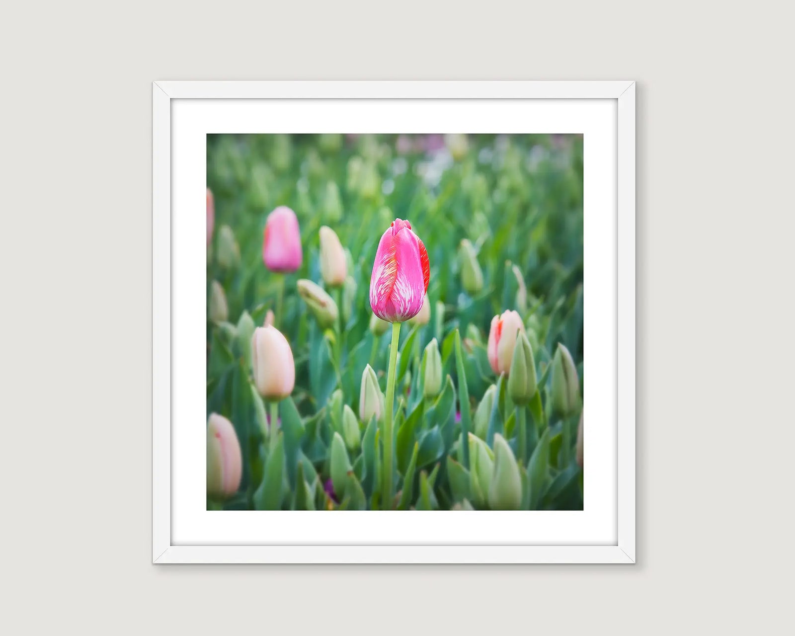 Framed photograph of pink tulips at Floriade. 