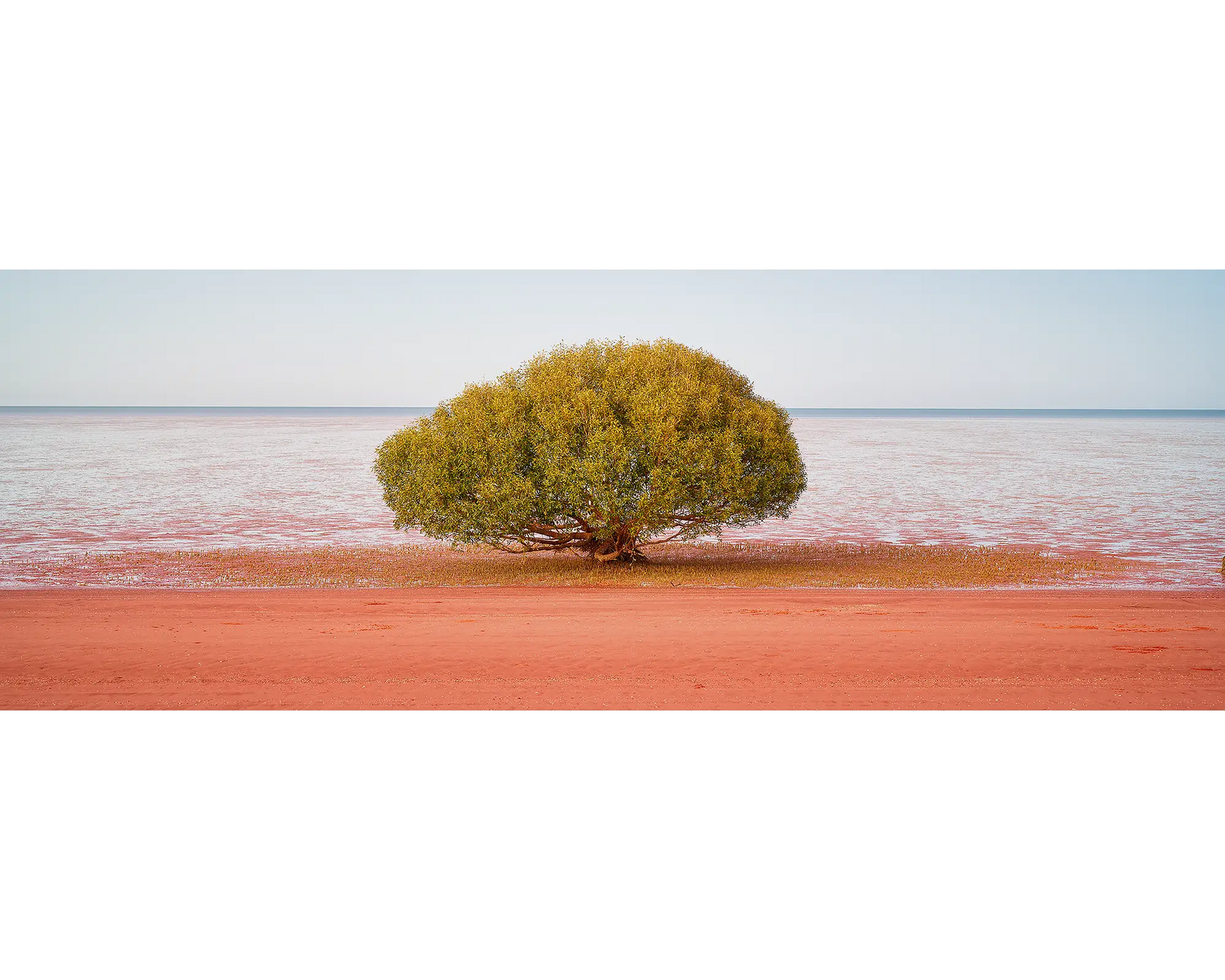 A mangrove tree at a beach in Broome, the Kimberley, WA. 