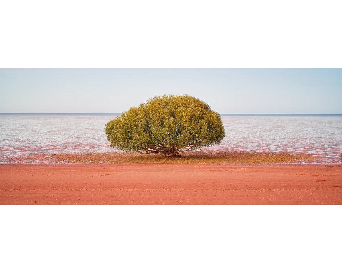 Single mnagrove tree at beach near Broome, The Kimberley.