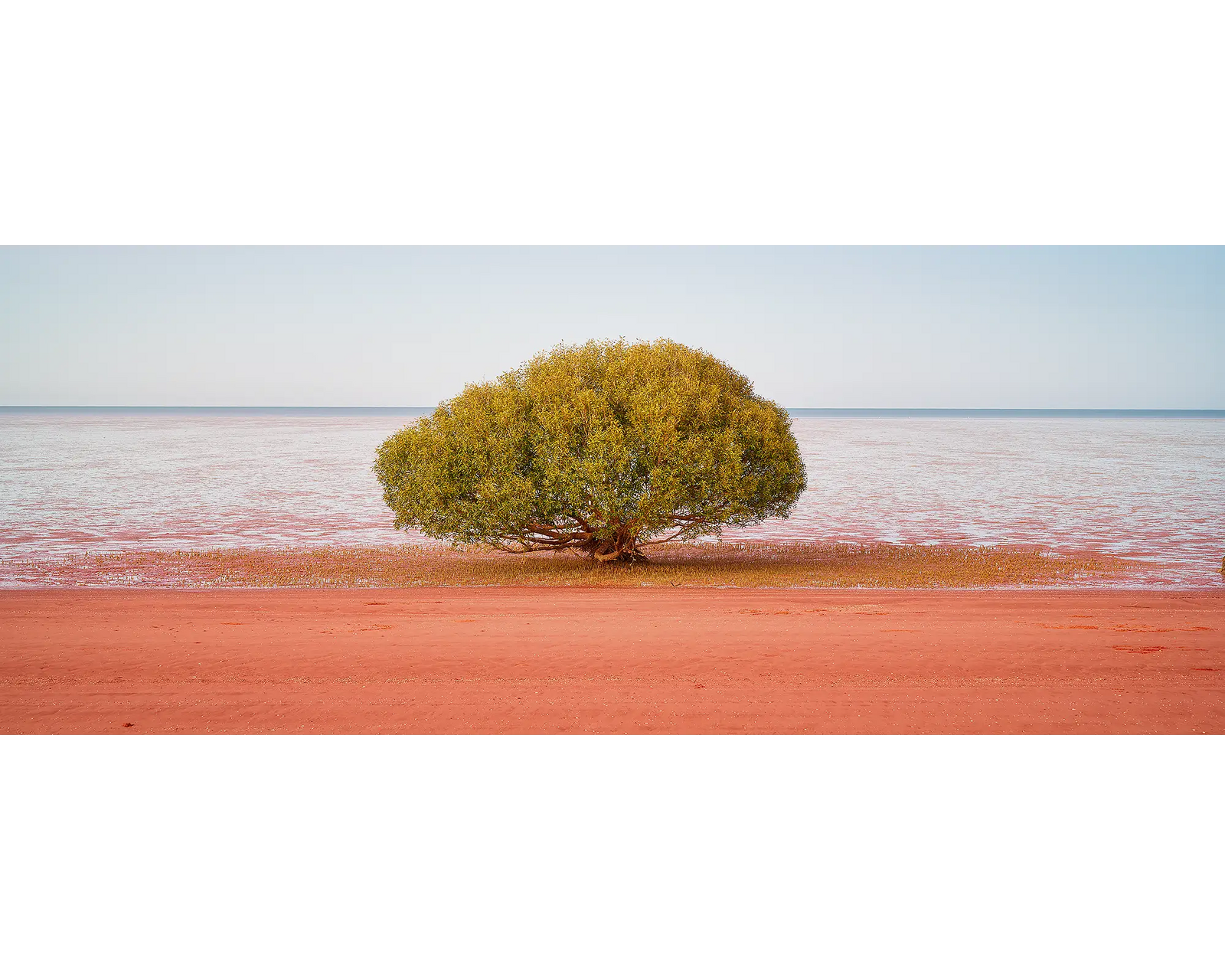 Single mnagrove tree at beach near Broome, The Kimberley.