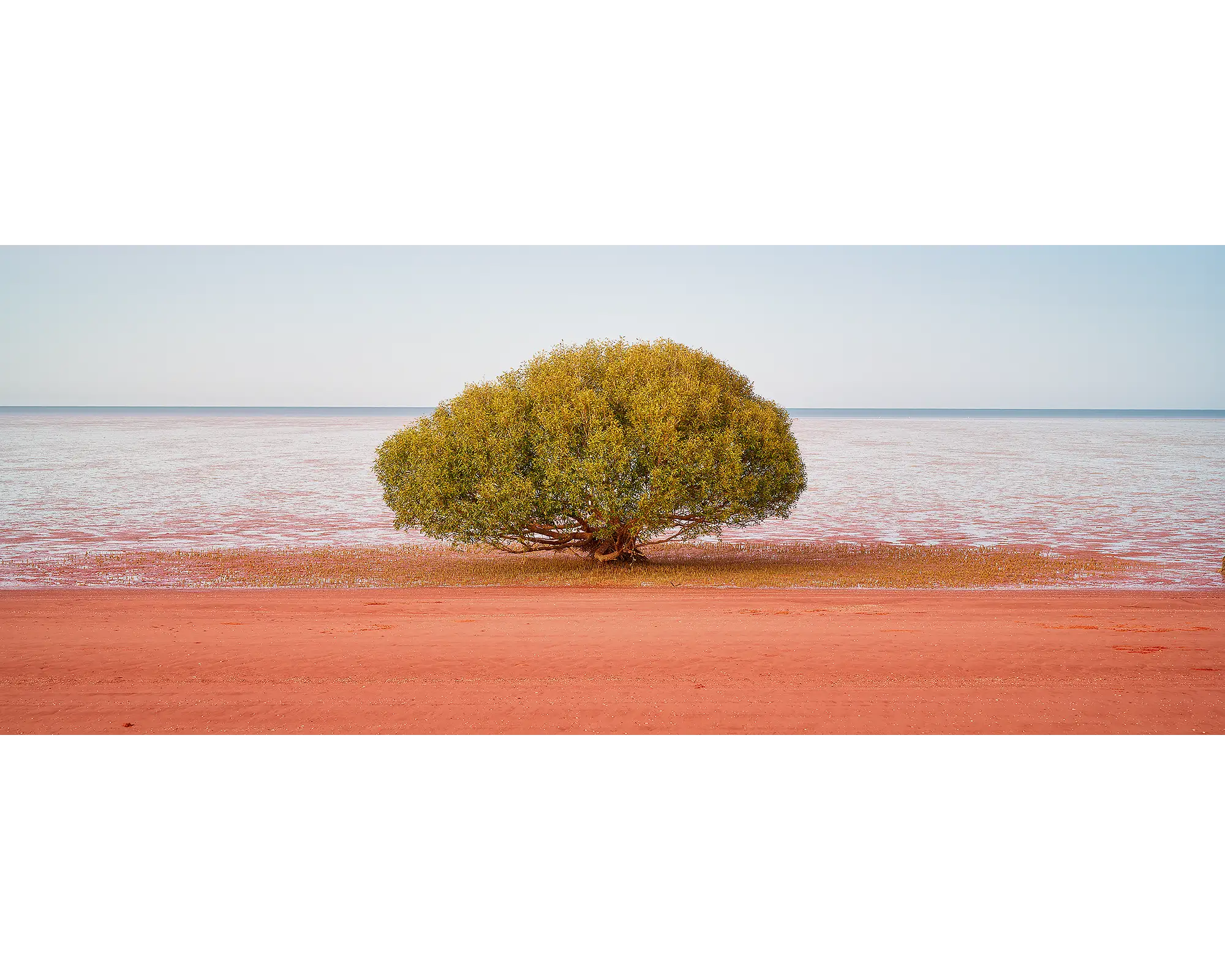 Single mnagrove tree at beach near Broome, The Kimberley.