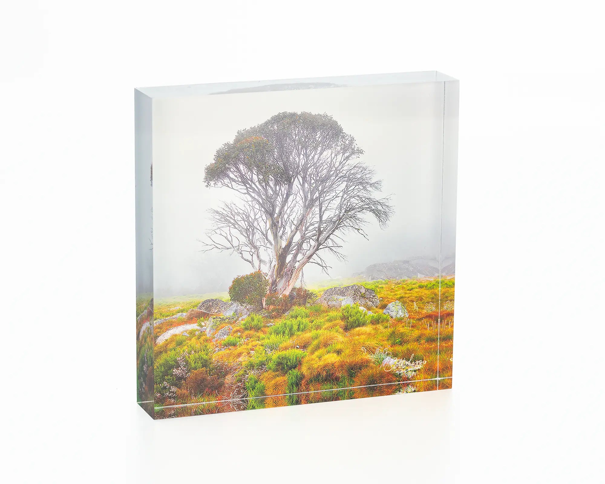 Fog on the High Plains acrylic block - snow gum alpine artwork. 