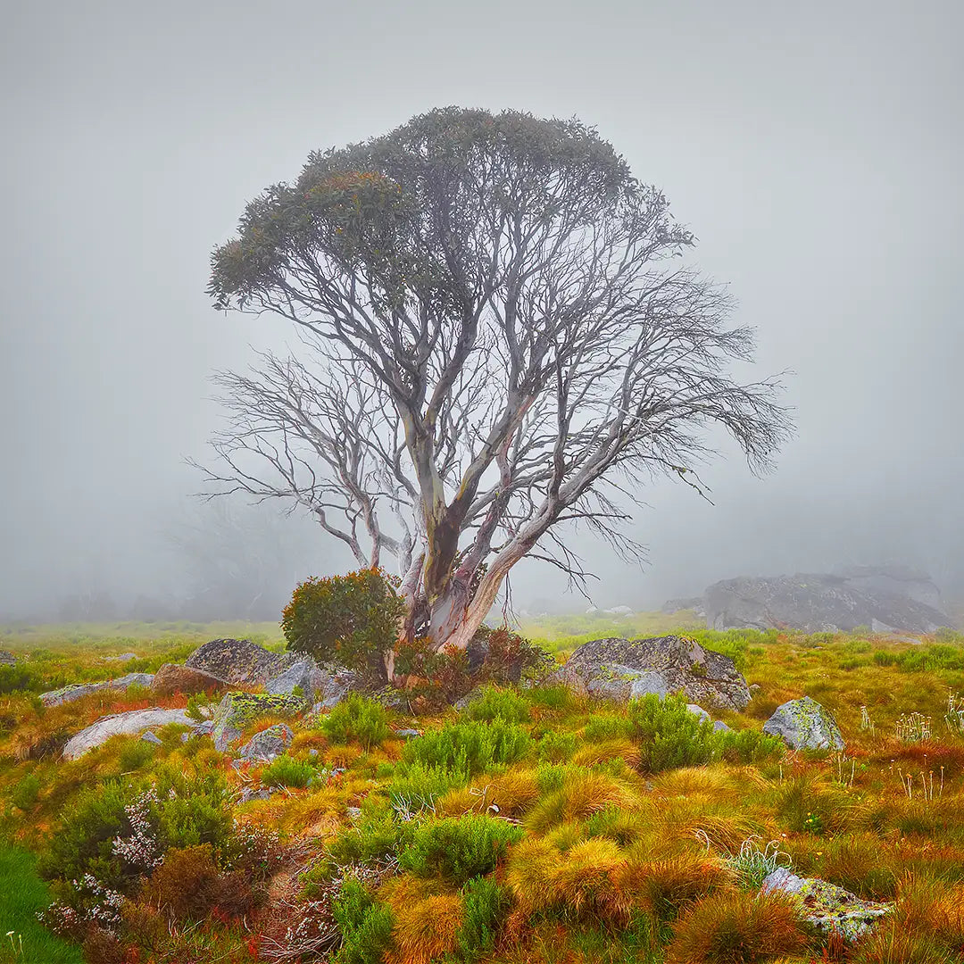 Fog On The High PLains - Snow Gum, Bogong High Plains, Victoria, Australia