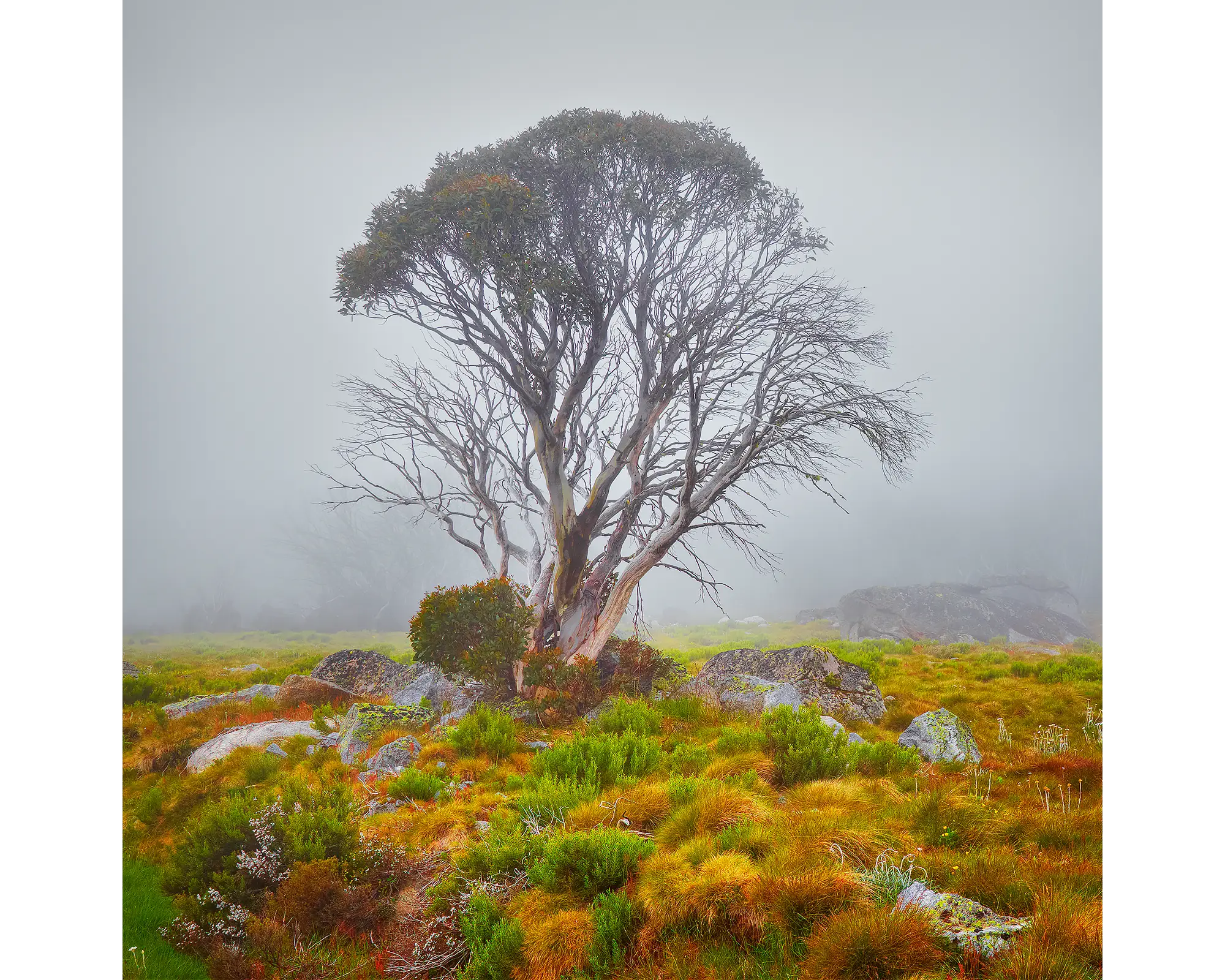 Fog on the high plains, Snow Gum, Bogong High Plains, Victoria.