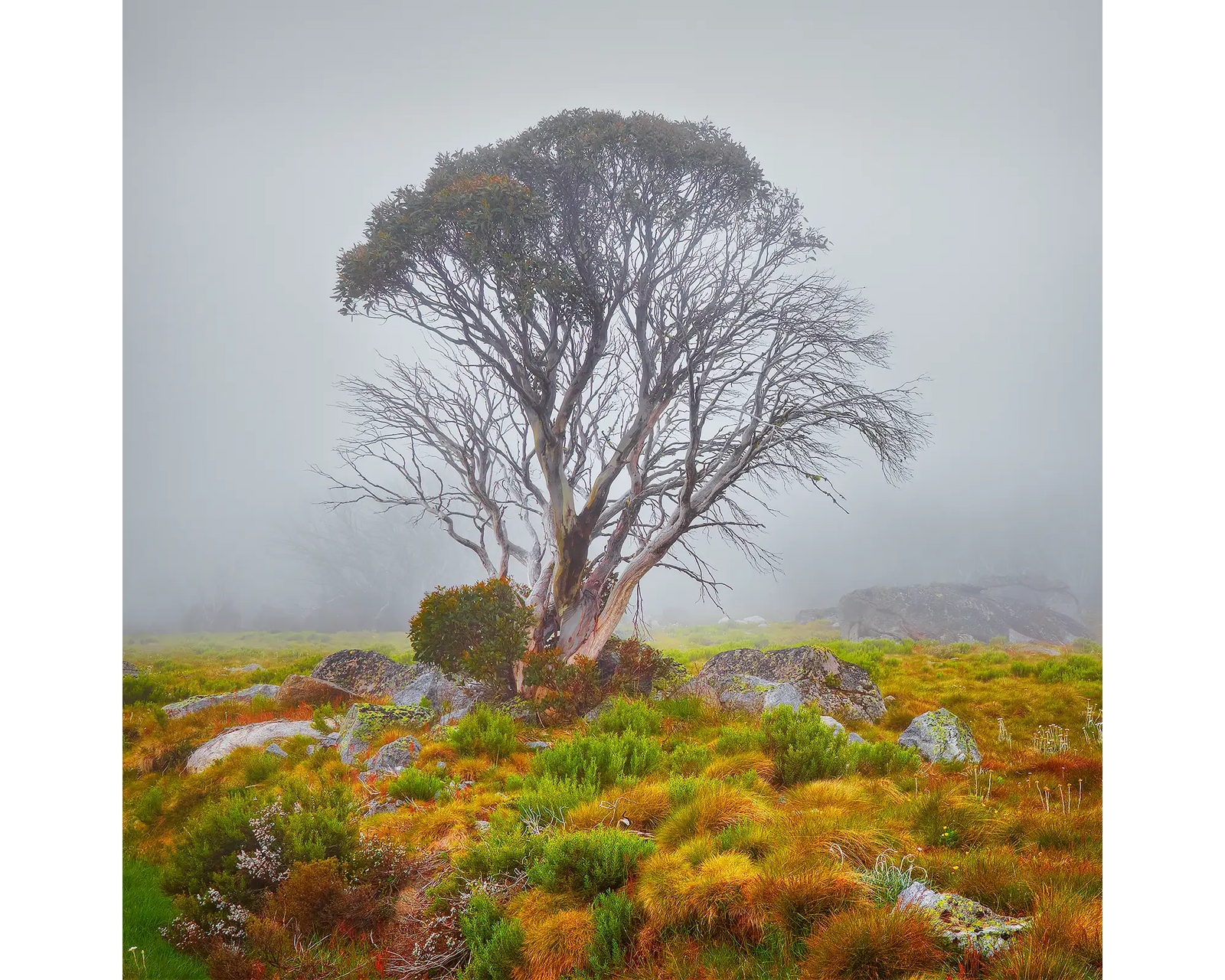 Fog on the High Plains acrylic block - snow gum alpine artwork. 